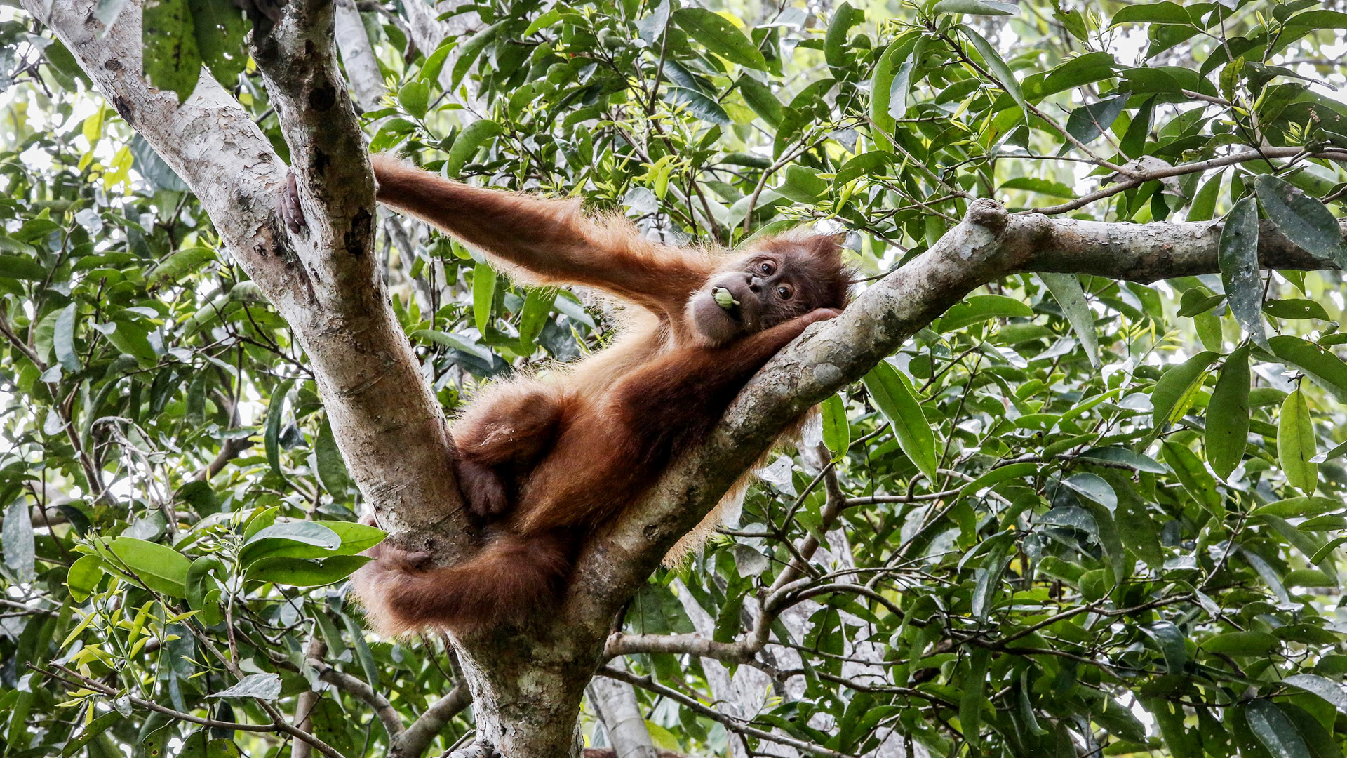 Sumatra-Orang-Utan | Bildquelle: dpa