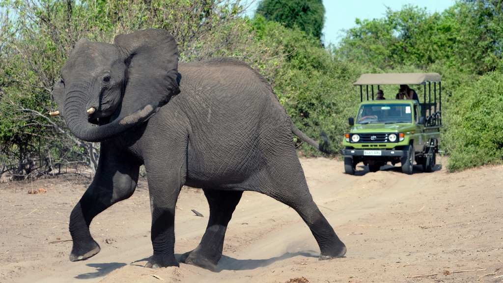 Elefant in Botswana (Foto: dpa)