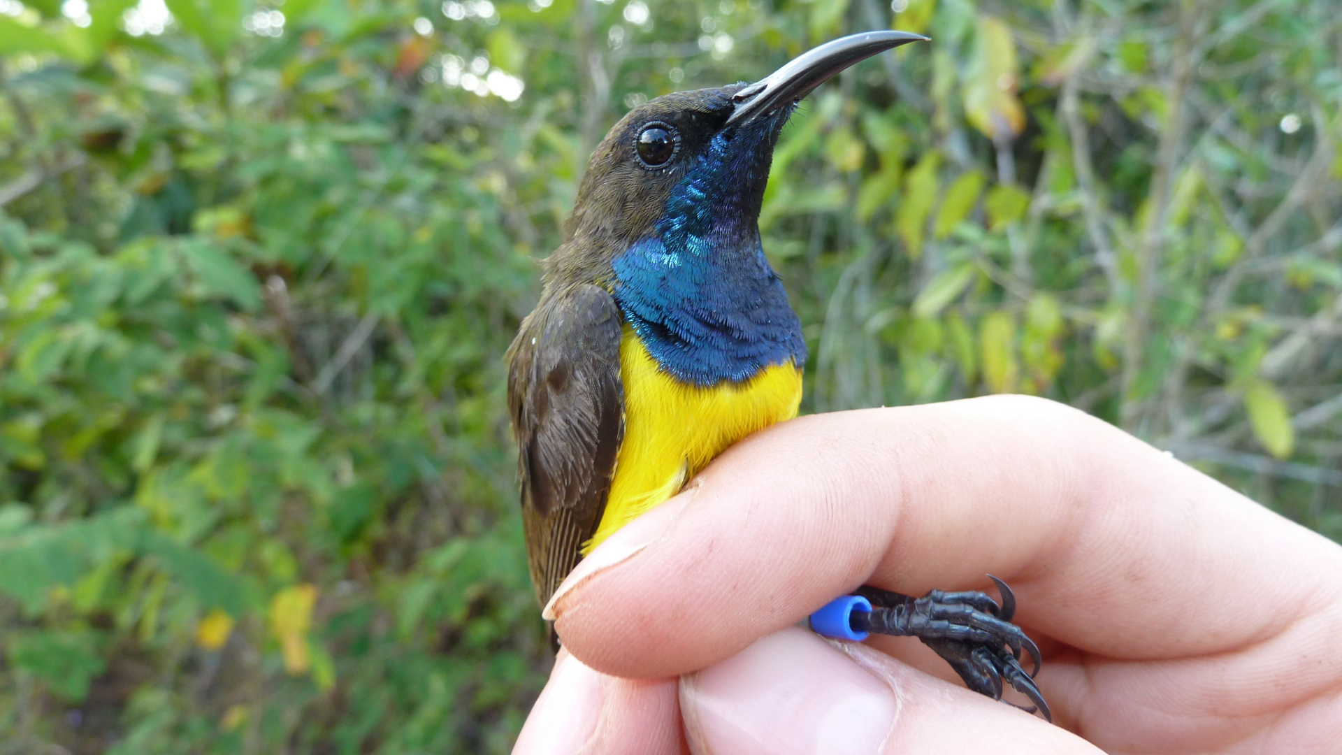 Er is een nieuwe vogelsoort ontdekt: kleurrijk – en voorheen onbekend