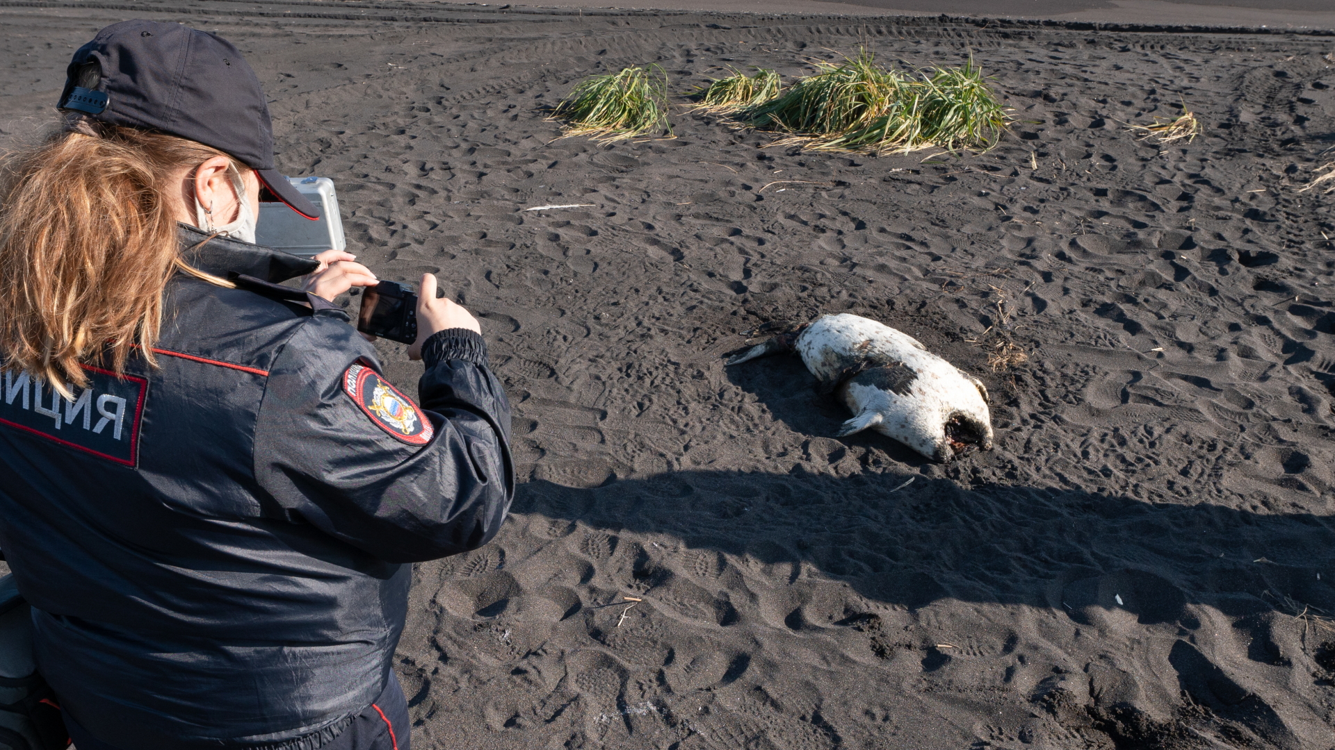 Eine tote Robbe am Chalaktyrsky-Strand wird von einer Polizistin fotografiert. | dpa