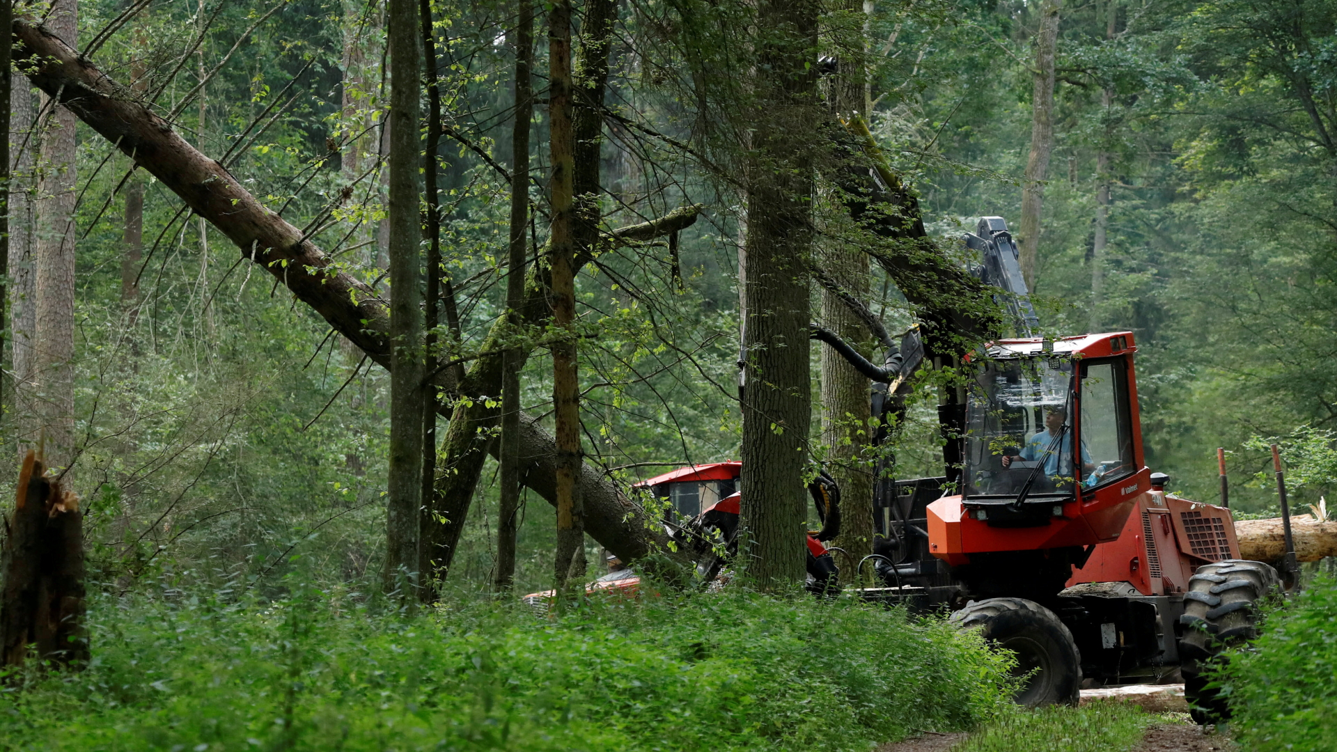 Abholzung des Urwalds Bialowieza in Polen 