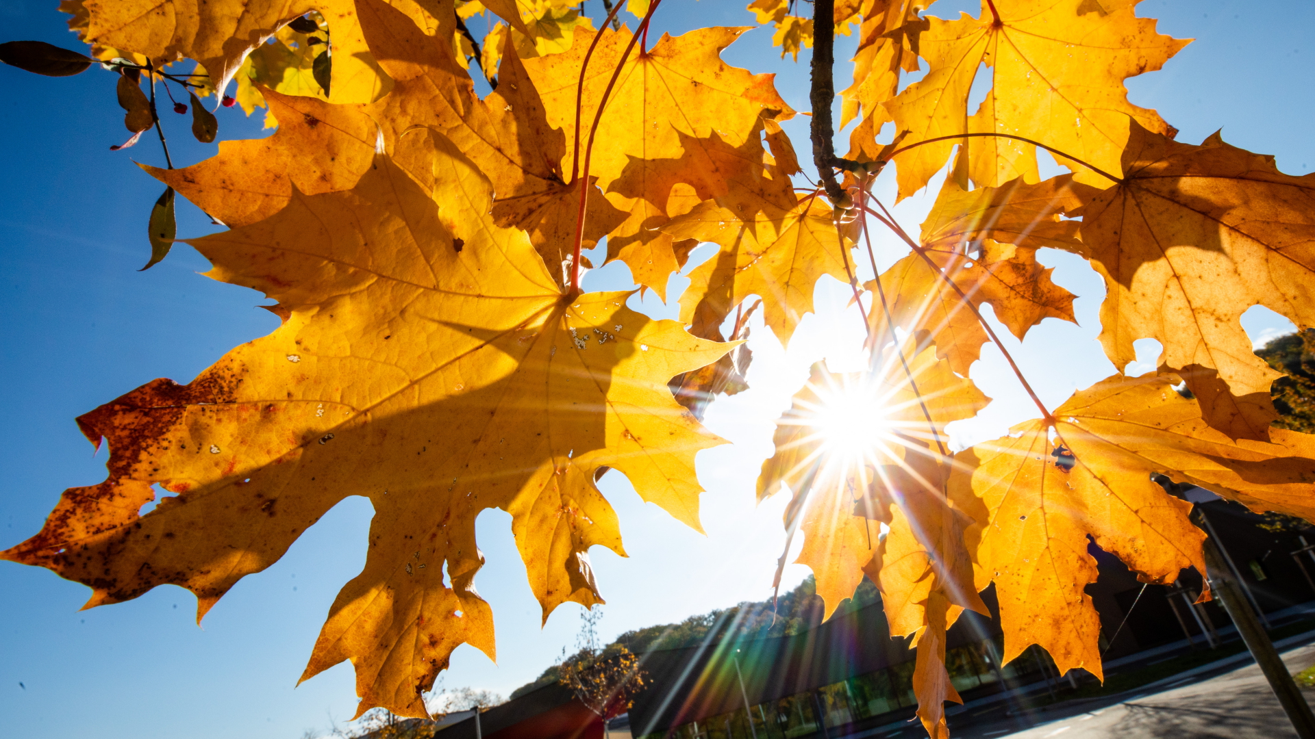 Bei schönem Wetter strahlt die Sonne durch herbstlich gefärbte Blätter. | dpa