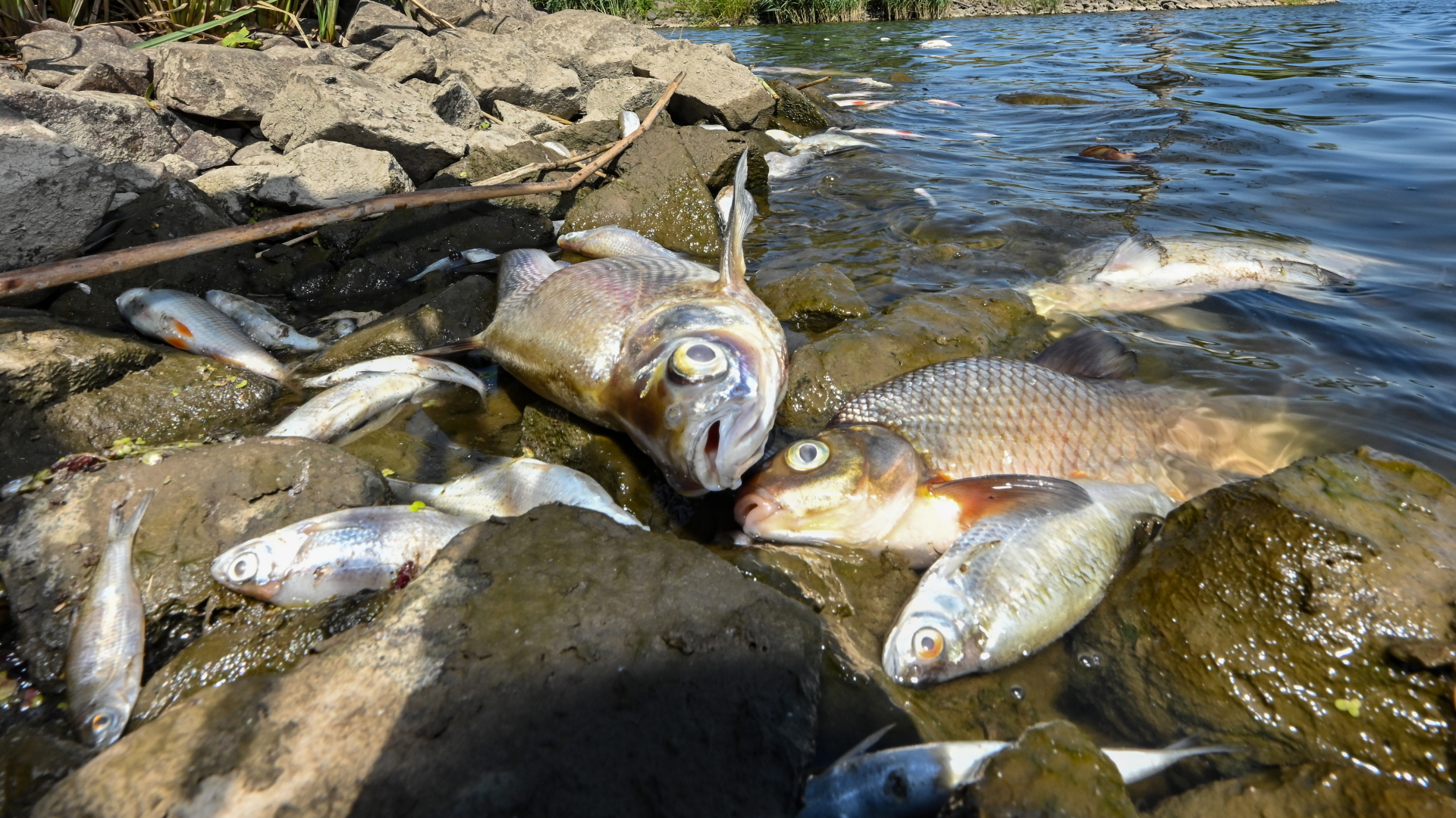 Tote Fische treiben in der Oder bei Brandenburg. | dpa