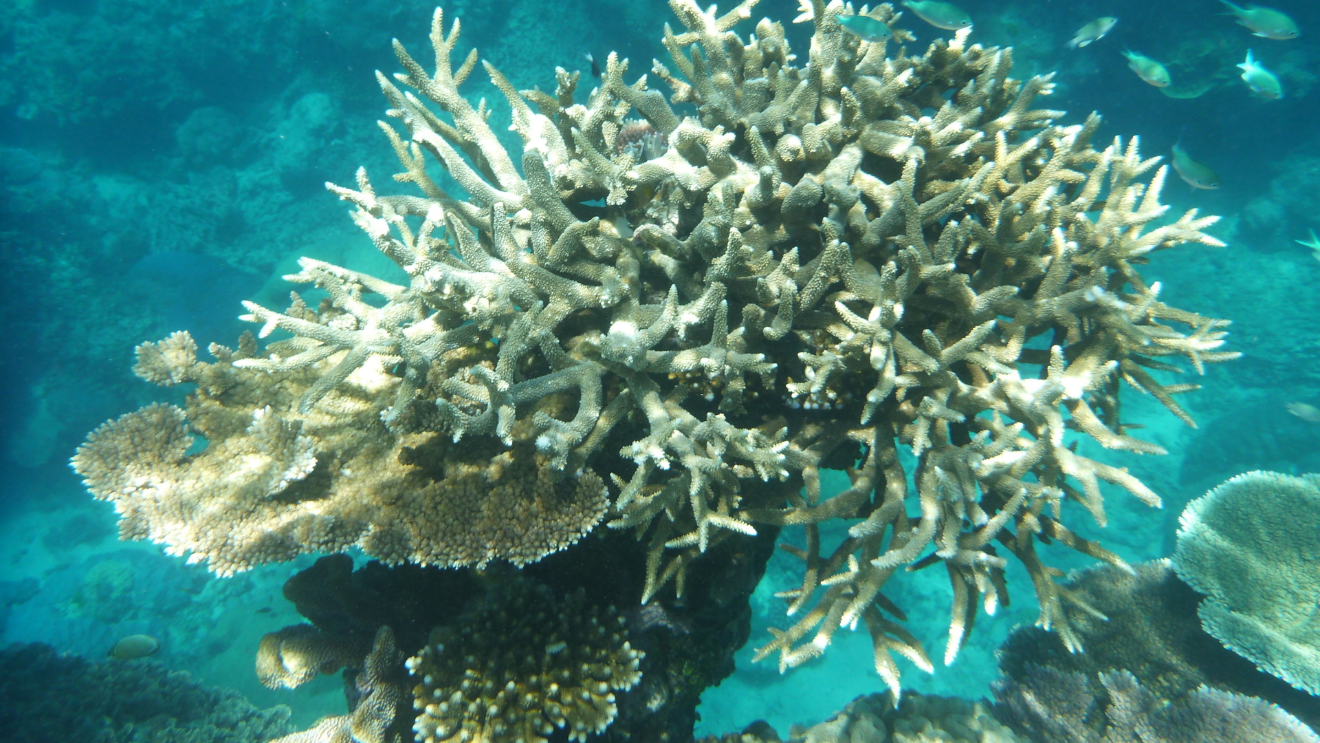 Korallen am Great Barrier Reef, die von Korallenbleiche betroffen sind, vor der Küste von Cairns. | dpa