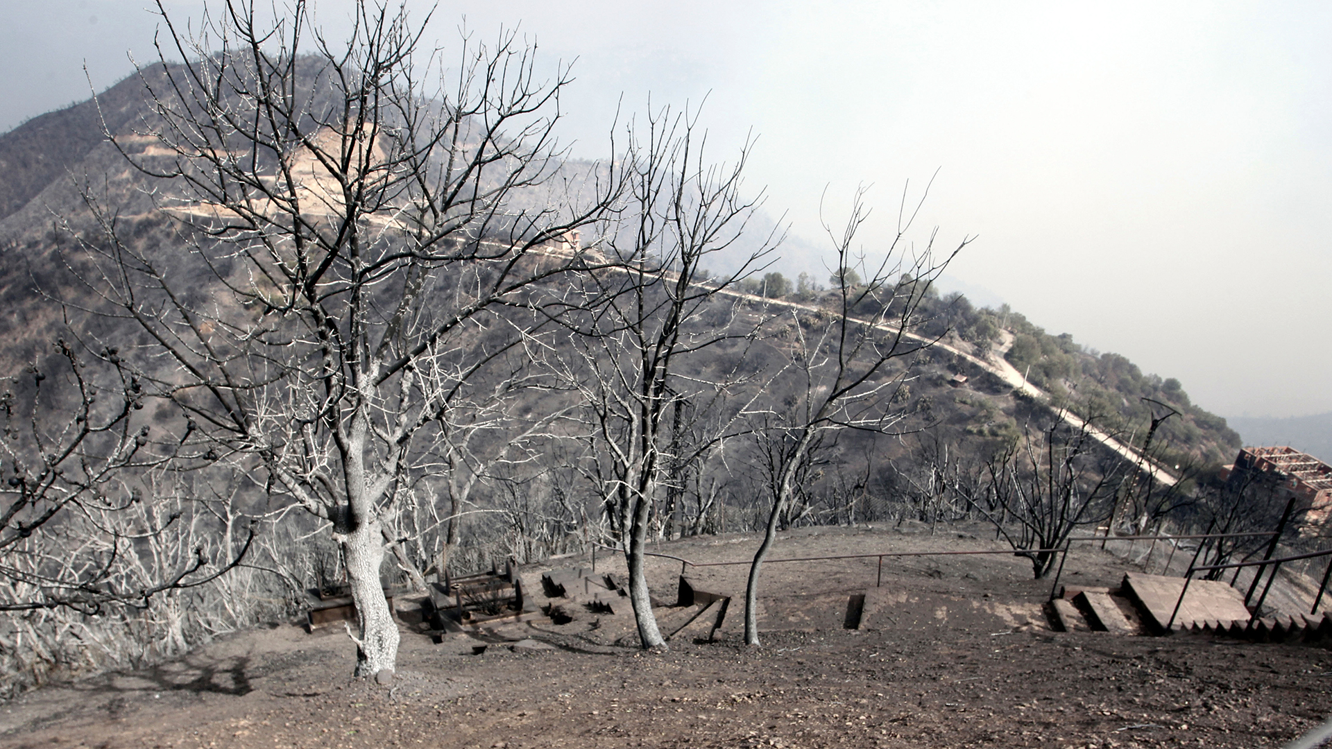 Blick auf verbrannte Bäume, etwa 100 km östlich von Algier. | dpa