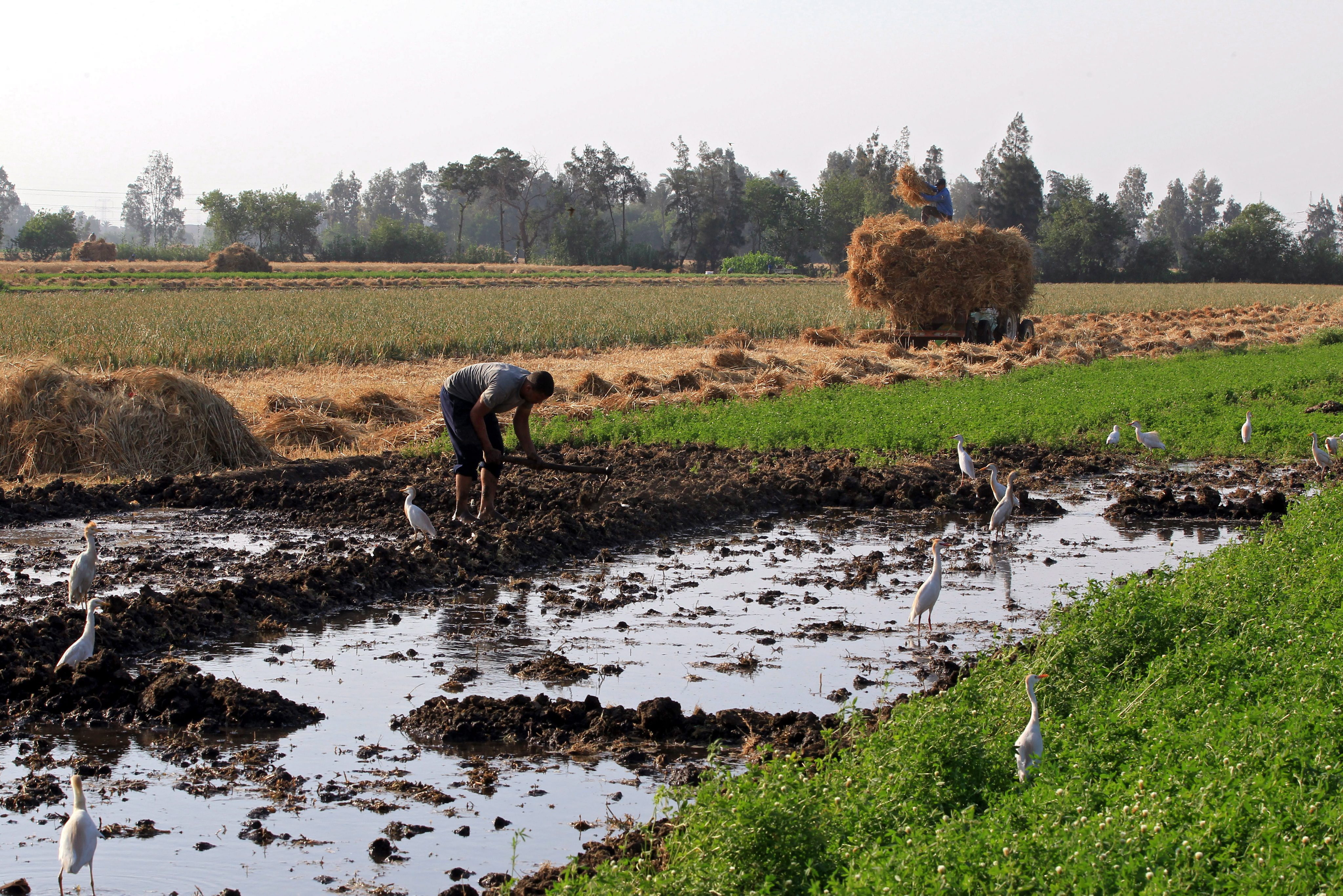 Ein Feldarbeiter steht an einem überfluteten Feld im Nildelta (Ägypten) | picture alliance / dpa