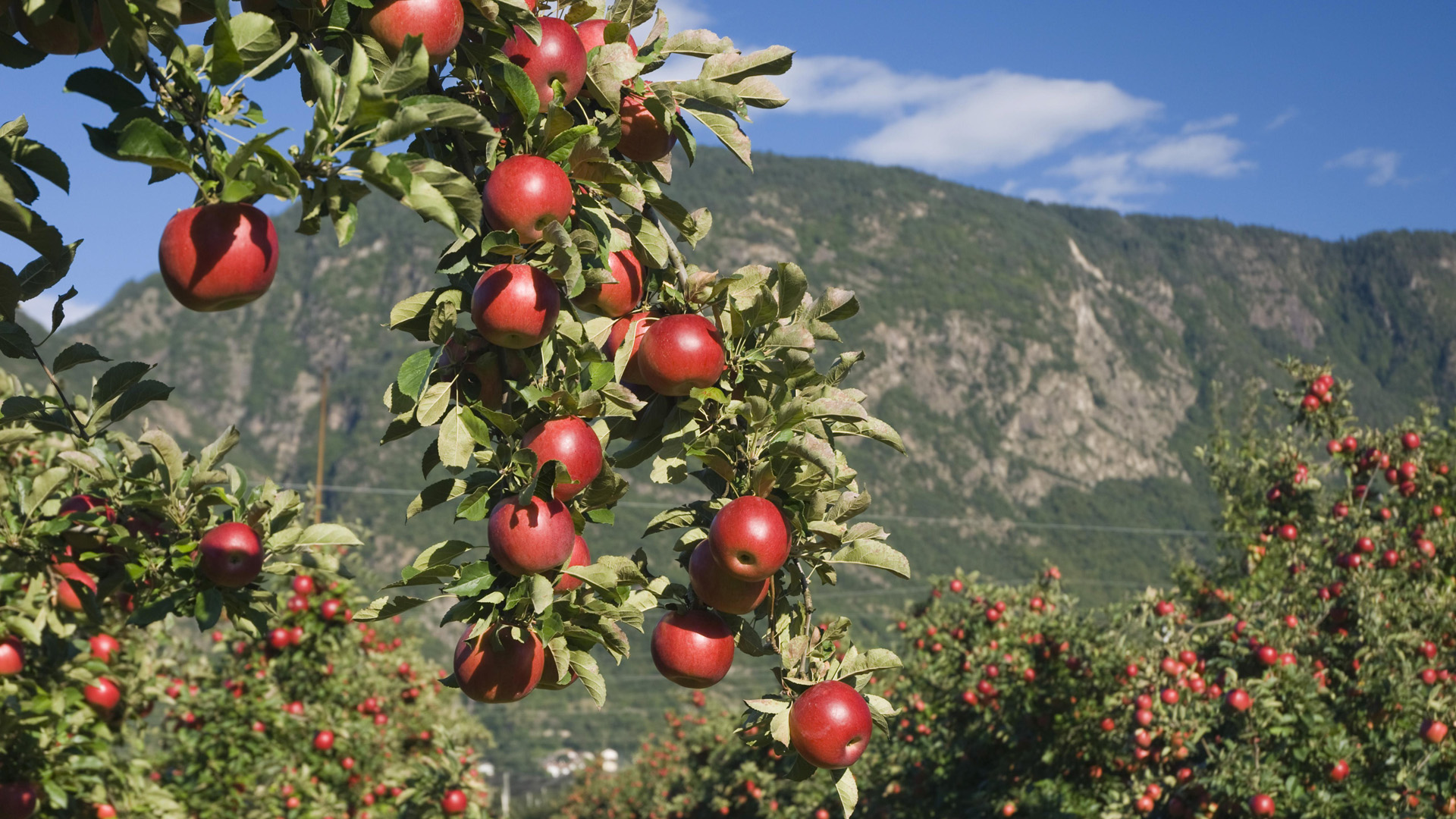 Apfelplantage in Südtirol | picture alliance / imageBROKER