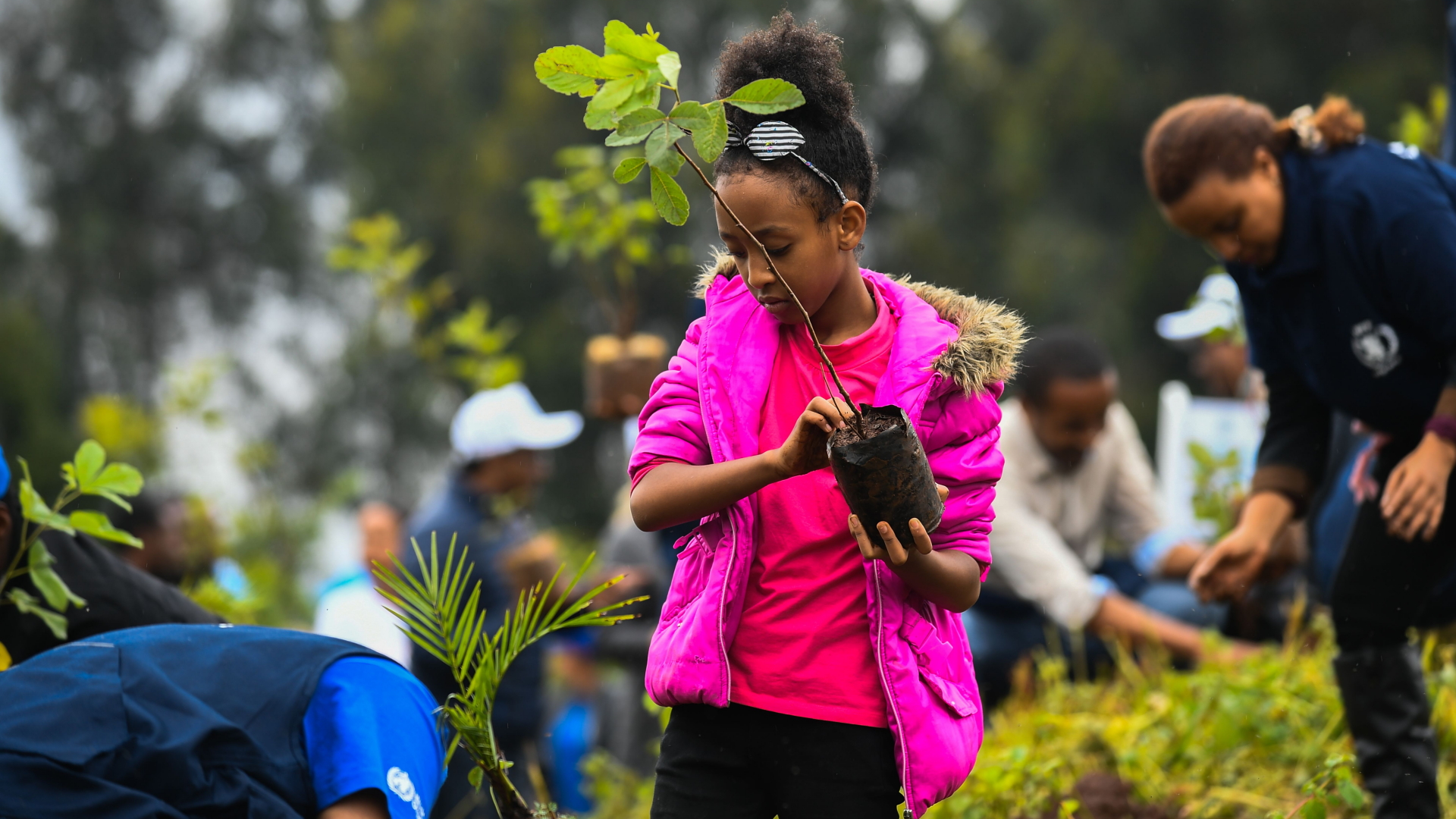 Nach Angaben der äthiopischen Regierung wurden mehr als 300 Millionen Bäume bei der Aktion gepflanzt.  | AFP