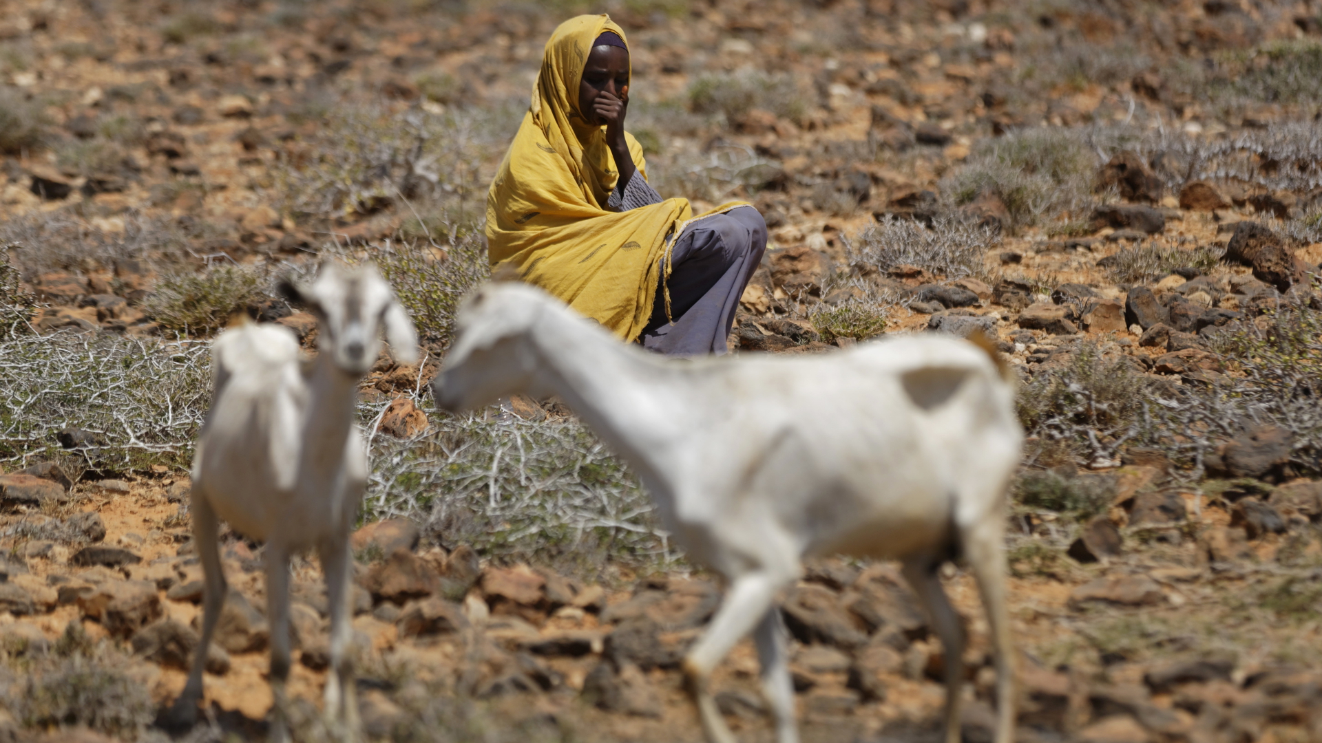 Eine Frau sitzt in einem Wüstengebiet bei Bandar Beyla im Nordosten der autonomen Region Puntland neben ihren beiden abgemagerten Ziegen. | dpa