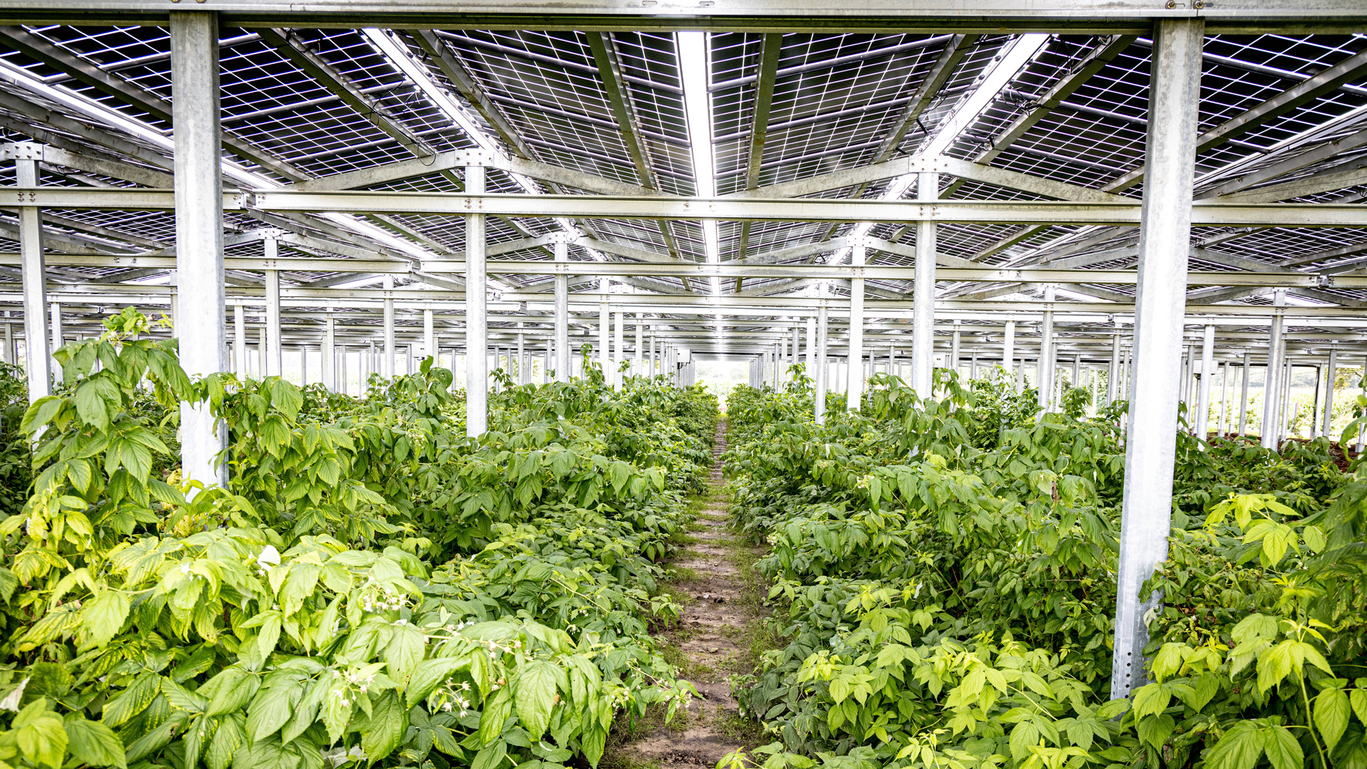 Beerenobstplantage in innovativem Agri-Photovoltaik Gewächshaus in Nordrhein-Westfalen.