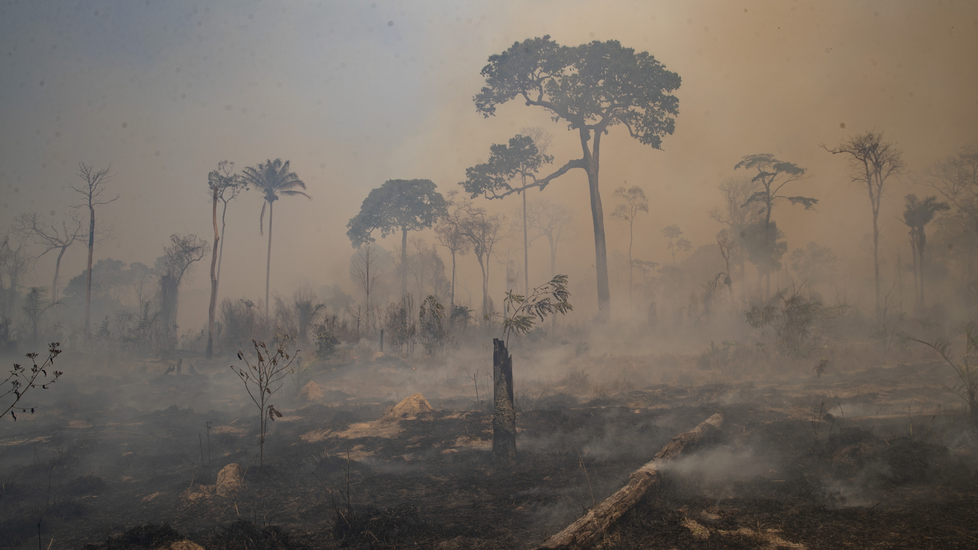 Brand im Amazonasgebiet