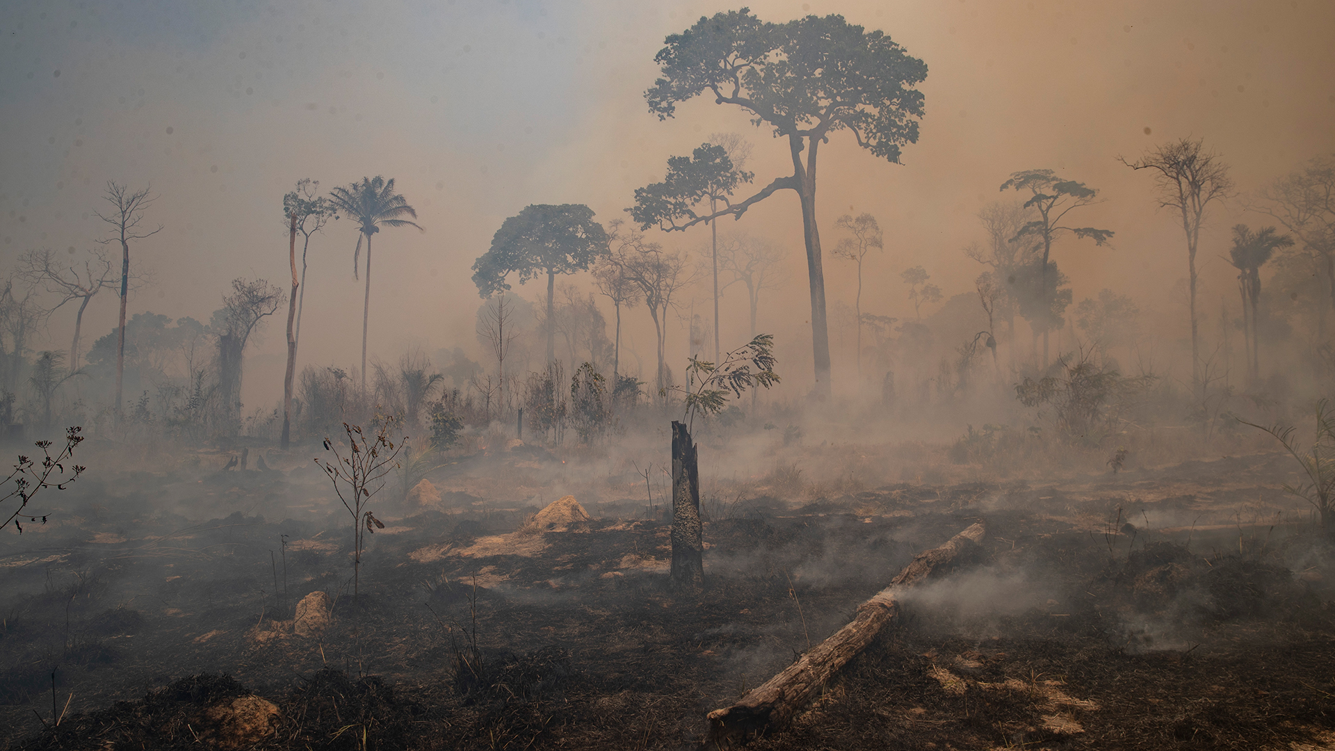 Rauch steigt während eines Brandes im Amazonas-Gebiet in Novo Progresso auf.  | dpa