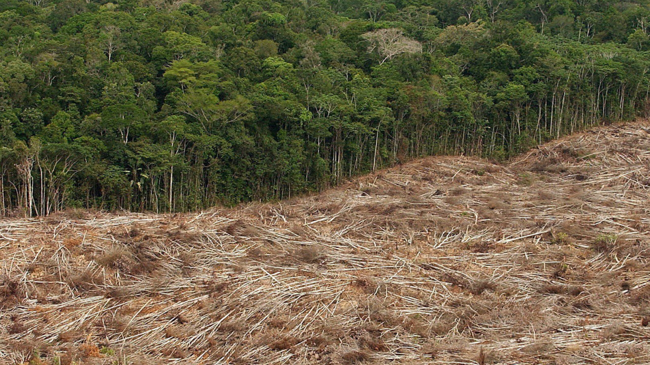 Gerodete Fläche im brasilianischen Regenwald | dpa
