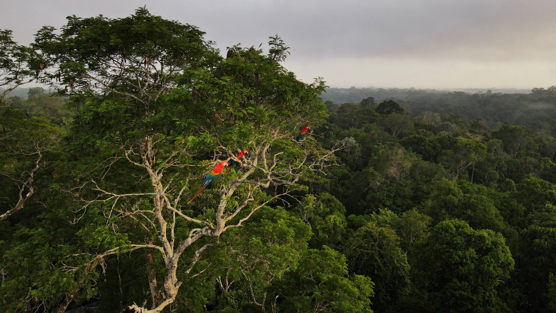 Papageien sitzen auf einem Regenwald-Baum in Manaus/Brasilien 