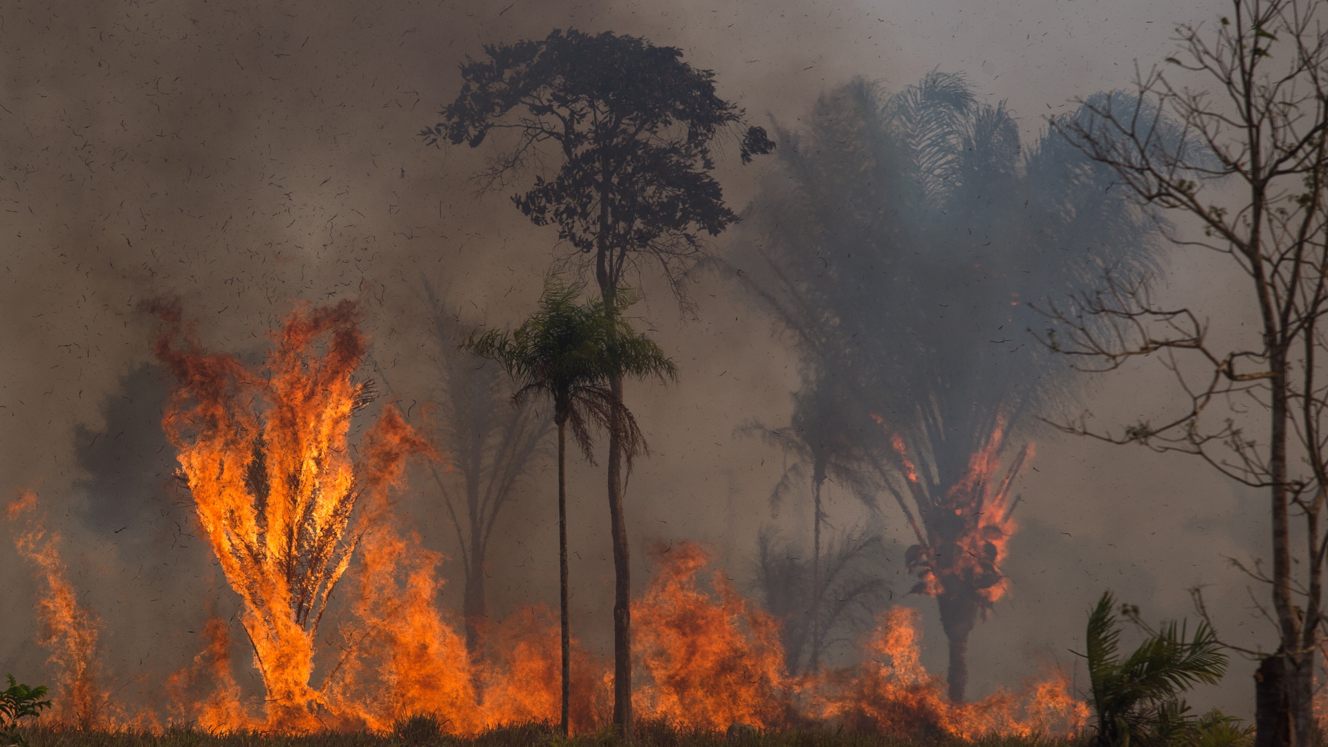 Brennender Regenwald im Amazonas | dpa