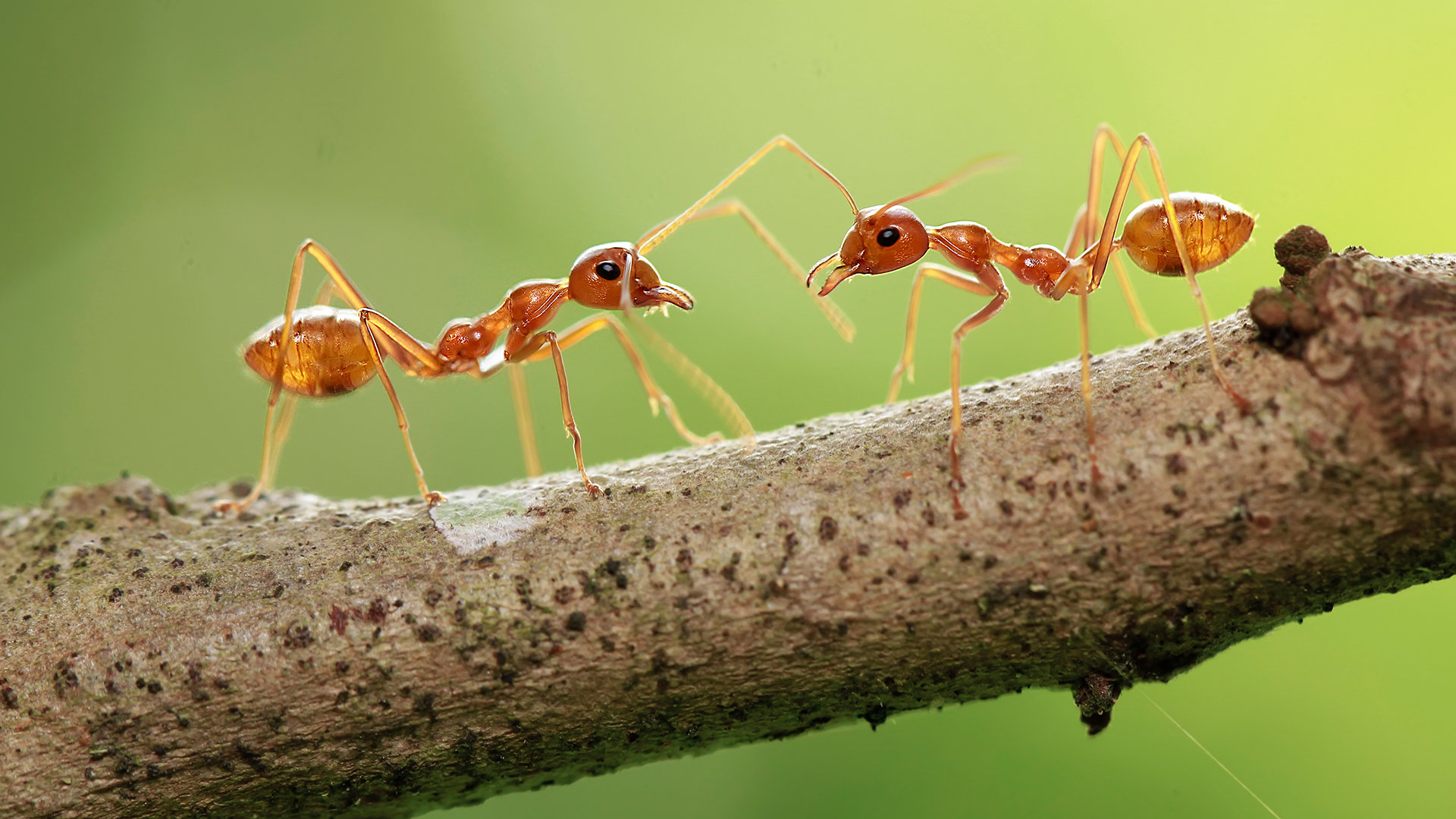 Ameisen krabbeln auf einem Ast.