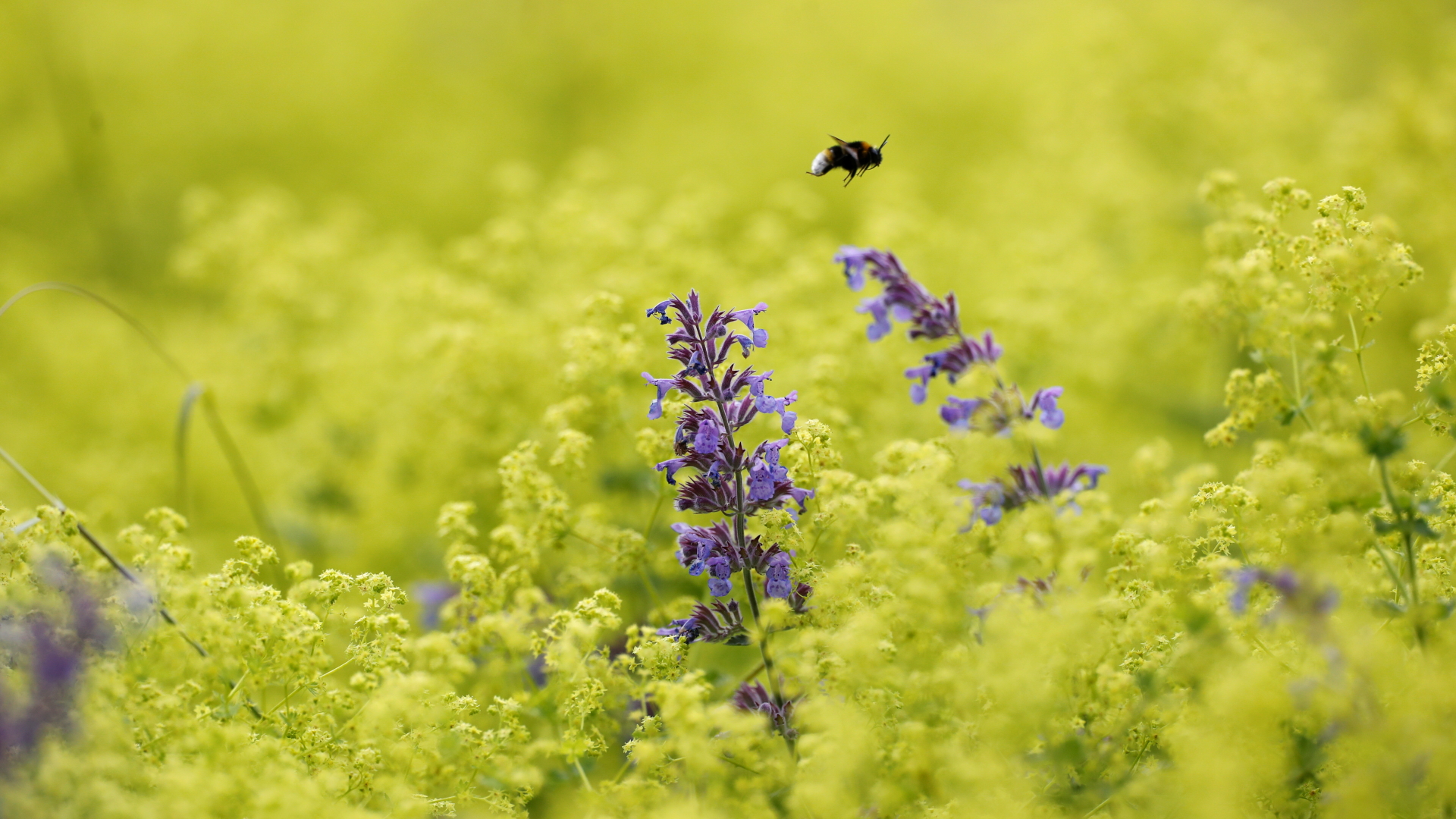 Biene im Alnwick Garden | REUTERS