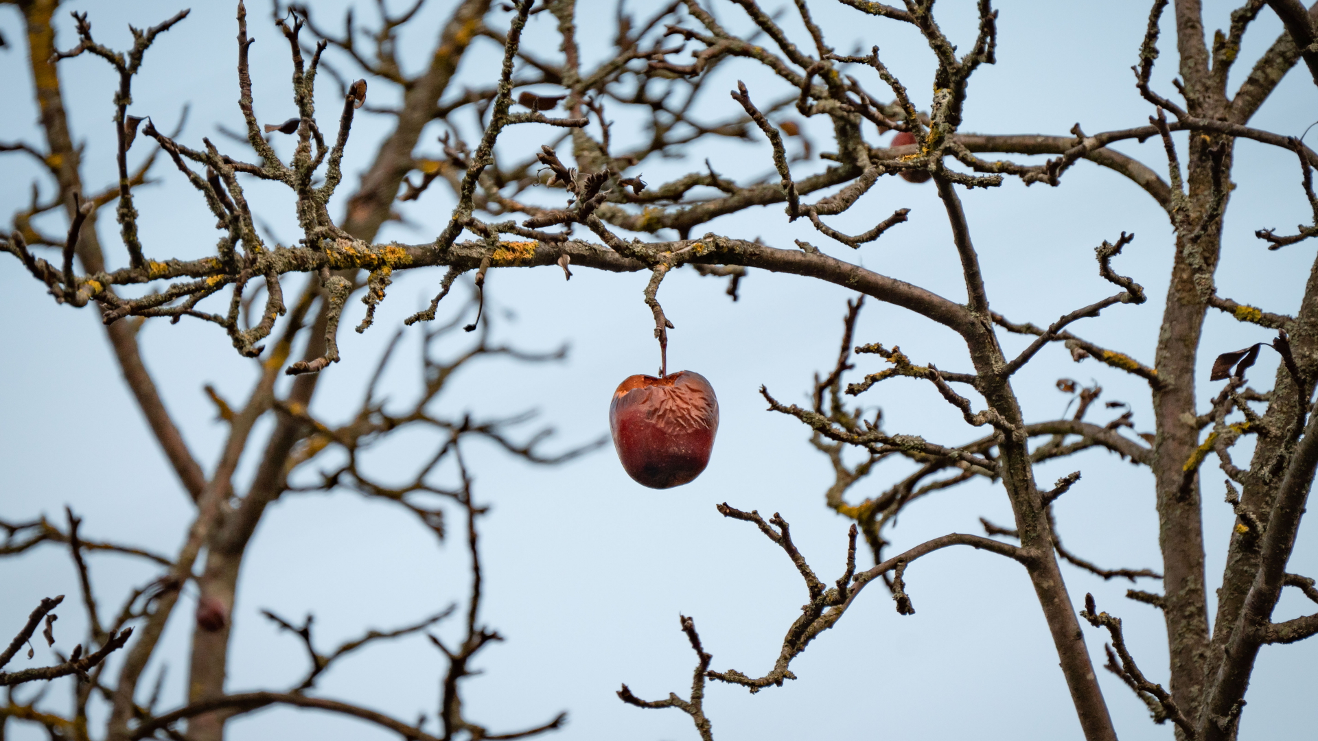 Aanvoer in Groot-Brittannië: Nu zijn er hoogstwaarschijnlijk binnenkort geen appelen meer