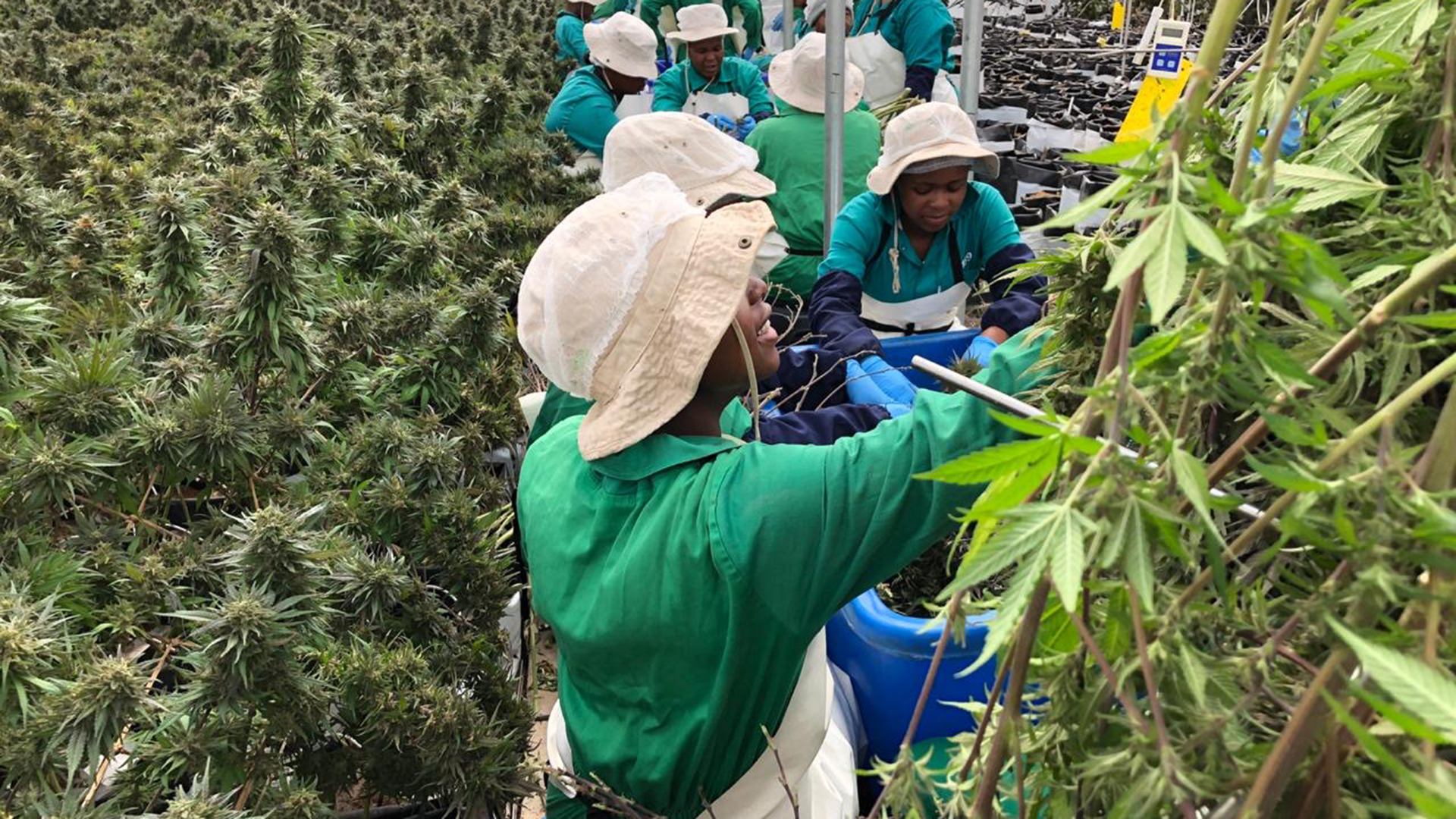 Arbeiterinnen von Medigrow, Lesotho | Medigrow, Lesotho