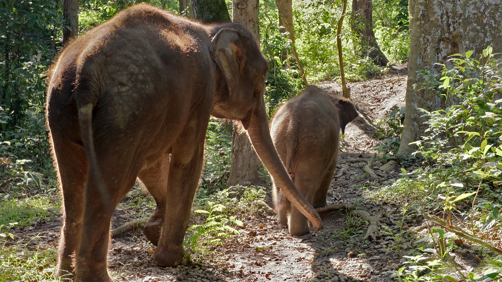 Asiatische Elefanten in der Provinz Yunnan, im Süden Chinas. | Daniel Satra