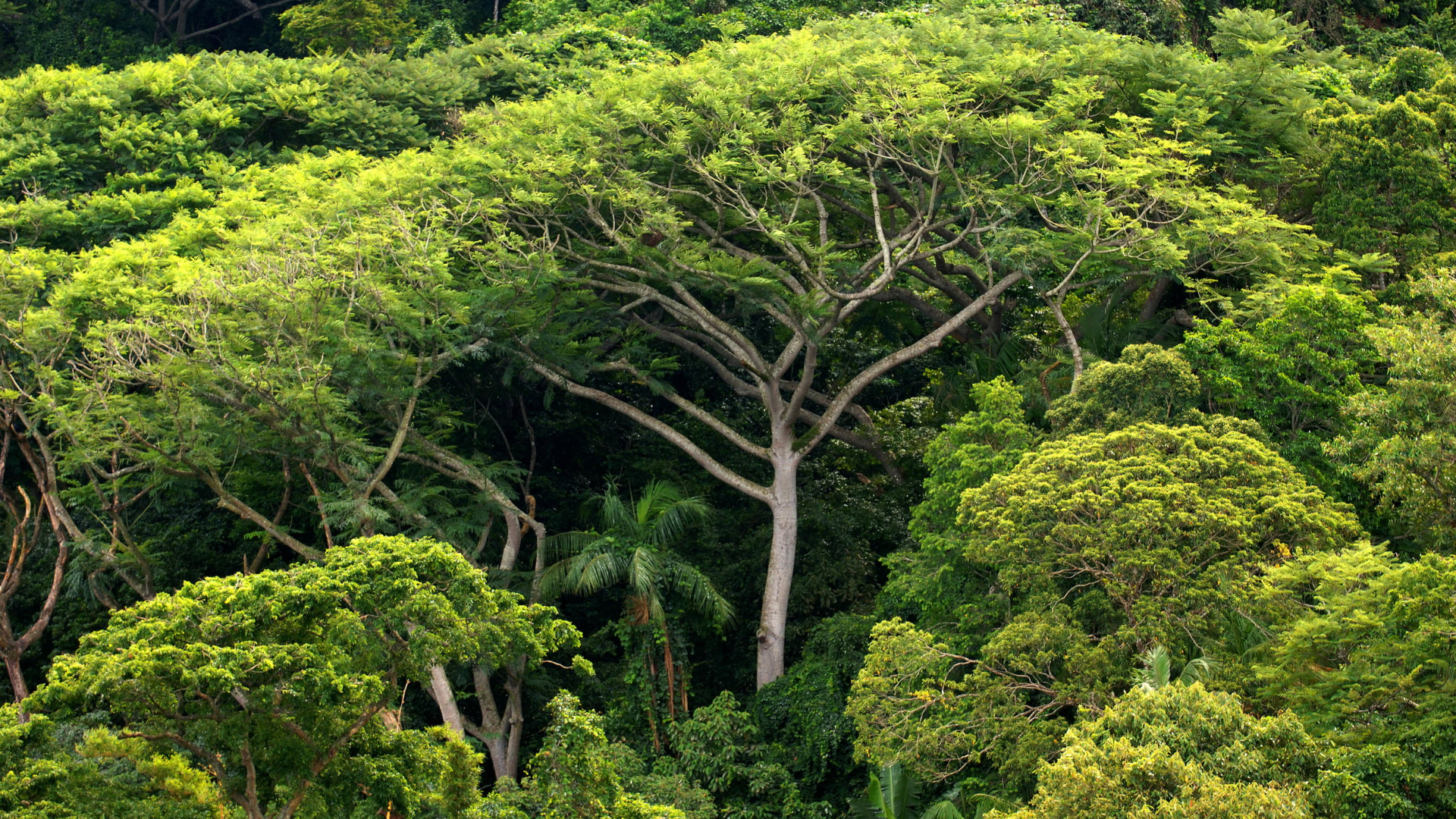 Atlantischer Regenwald auf der Ilha do Cardoso im Bundesstaat Sao Paulo. | dpa