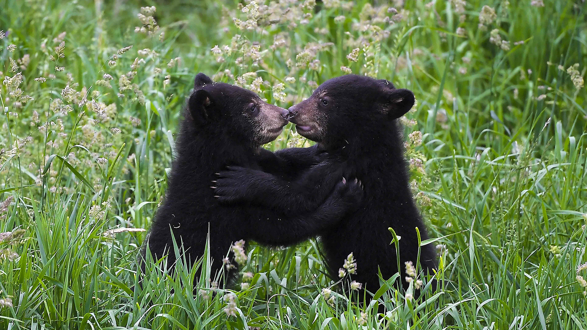 Zwei Schwarzbärenjunge spielen im Tierpark Sainte-Croix in Rhodes, Ostfrankreich. | AFP