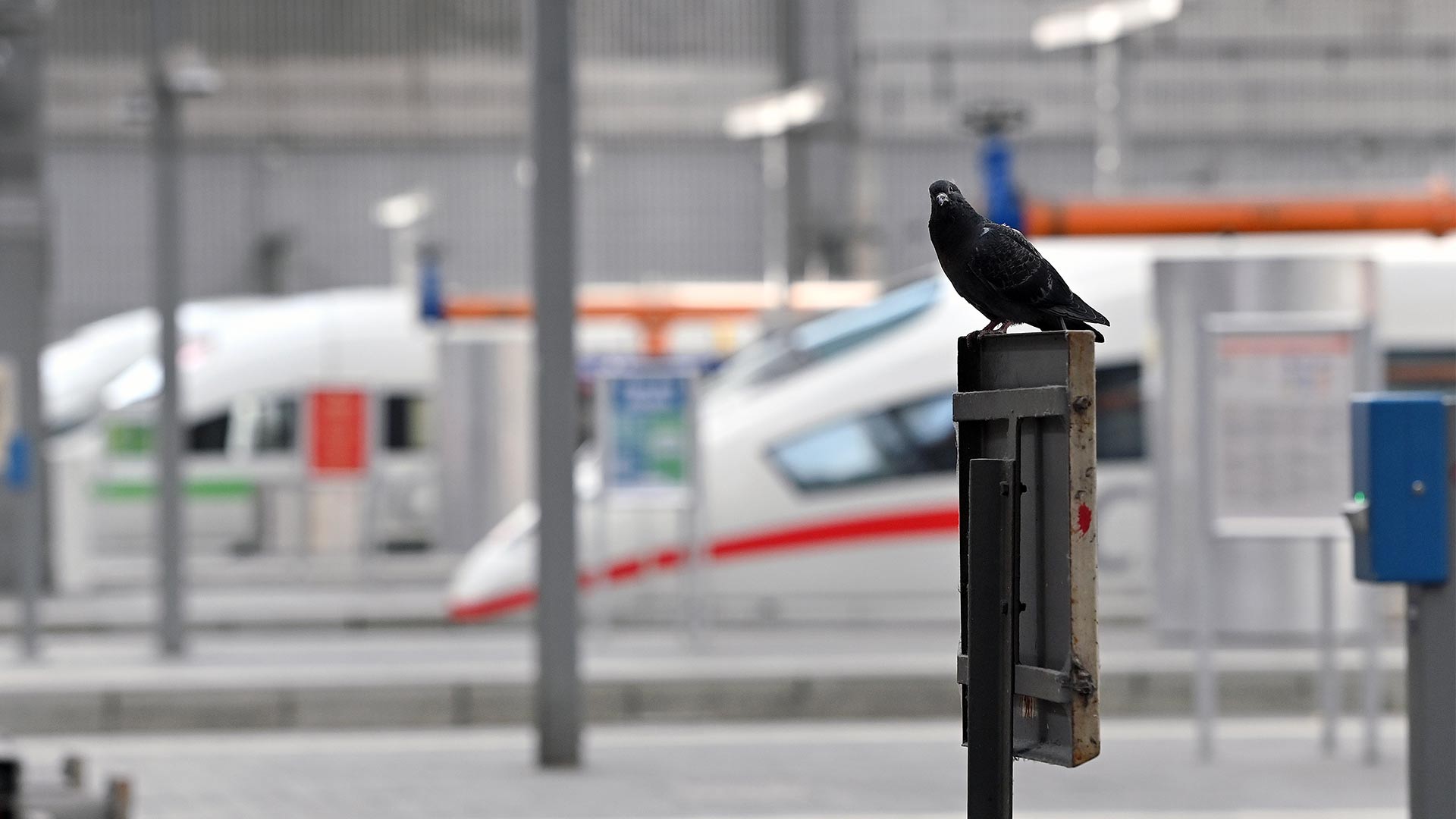 Eine Taube sitzt auf einem Schild im leeren Bahnhof.