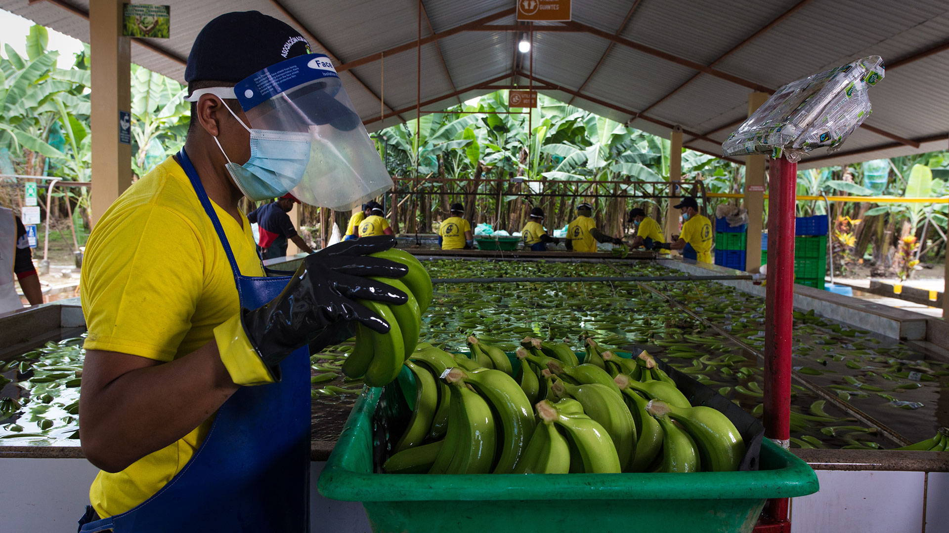 Bananen werden von einem Arbeiter auf dem Gut «La Lucha» sortiert.