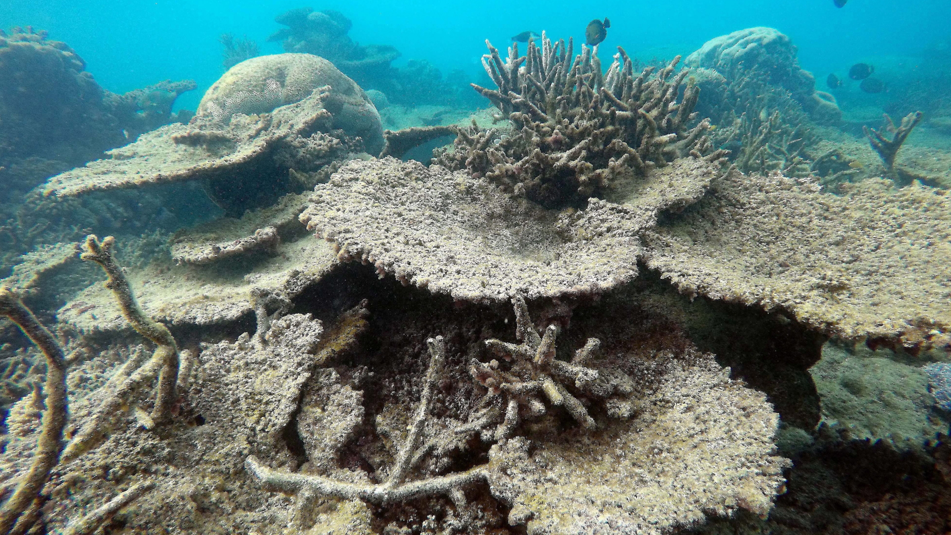 Gebleichte Korallen im Great Barrier Reef | dpa