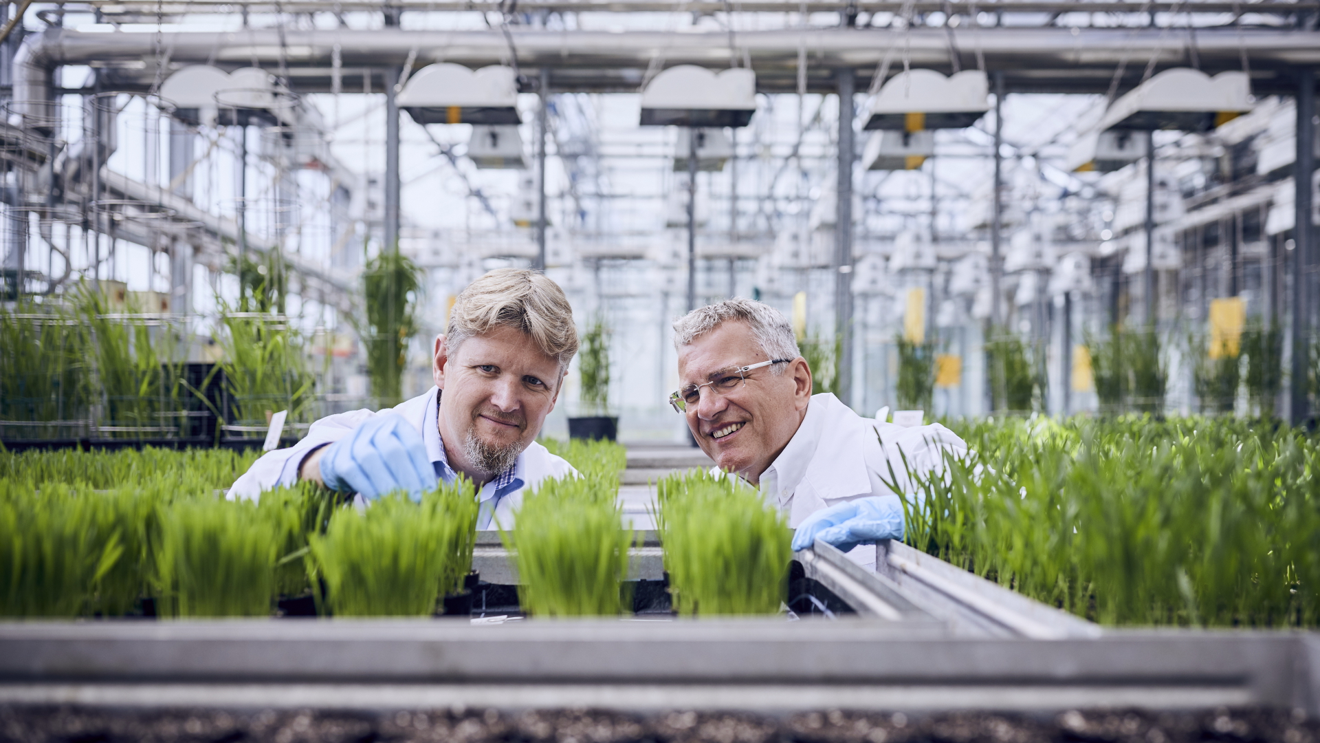 Die BASF-Mitarbeiter Klaas Lohmann und Martin Dust untersuchen junge Weizenpflanzen im Fungizid-Gewächshaus des Konzerns