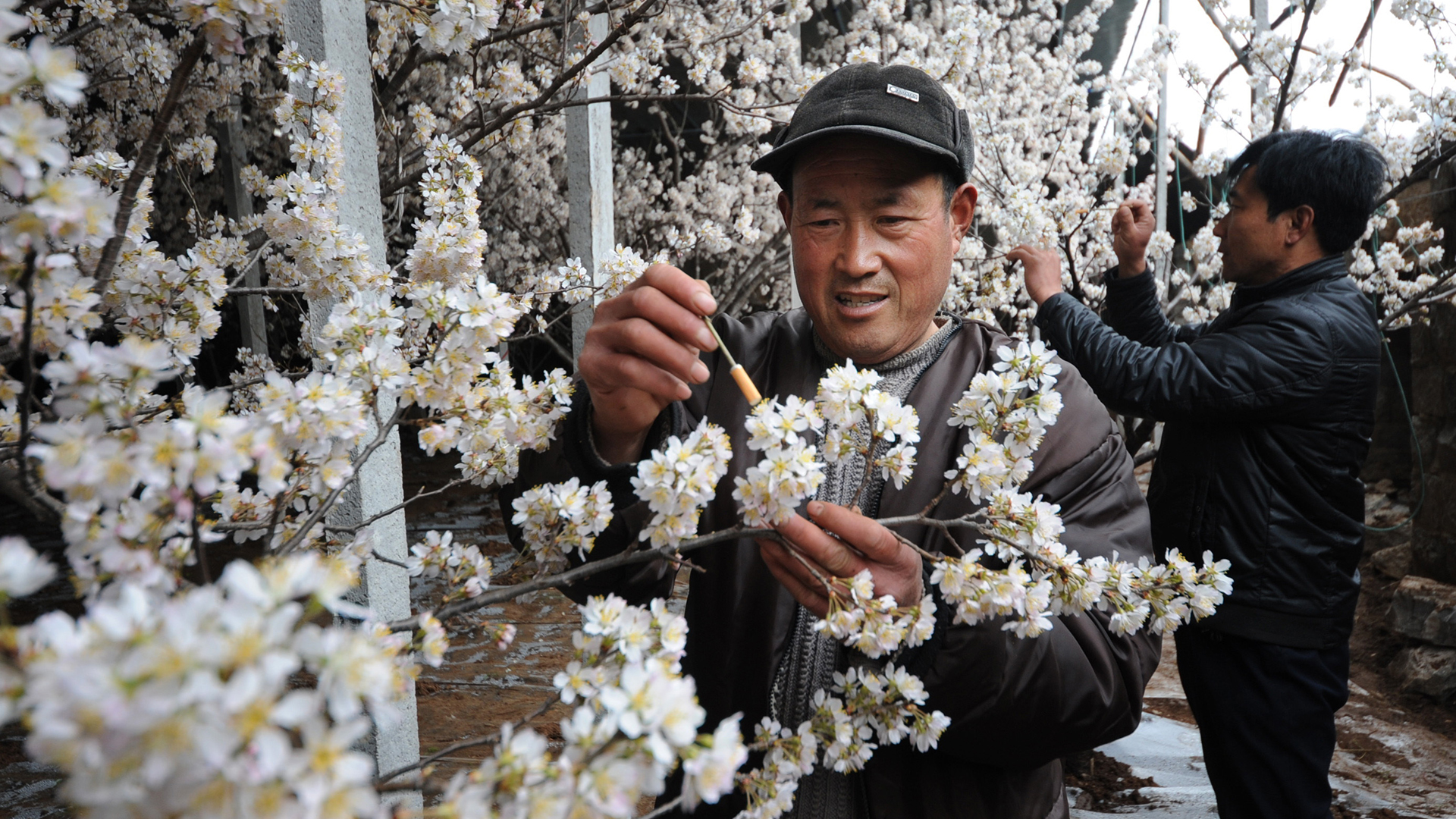 Bauern bestäuben händisch die Kirschblüten auf einer Obstbaumplantage im Dorf Xiaoxinzhuang. (Archivbild: Februar 2013) | picture alliance / Li zhongxian 