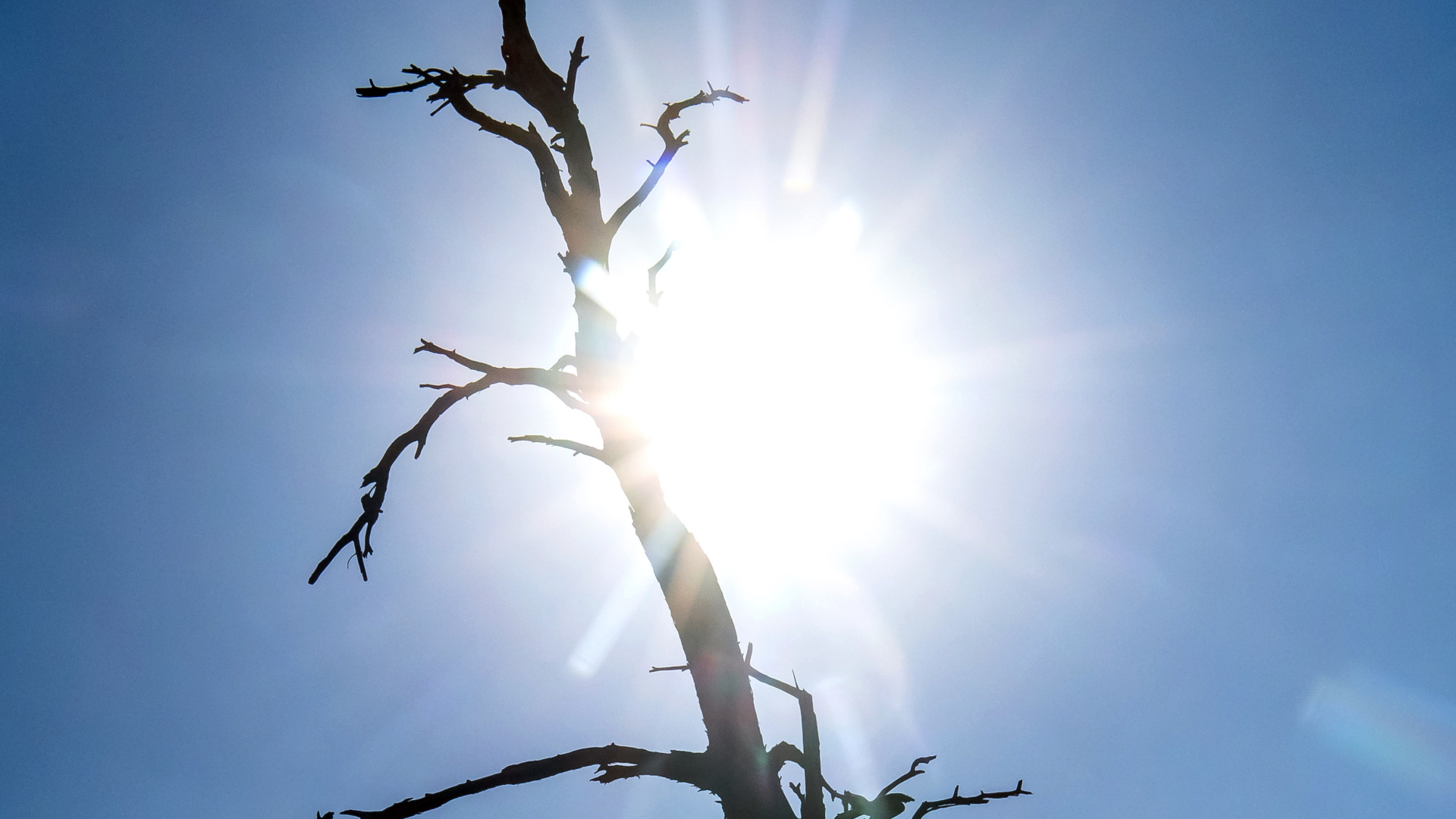 Die Silhouette eines toten Baumes in Niedersachsen