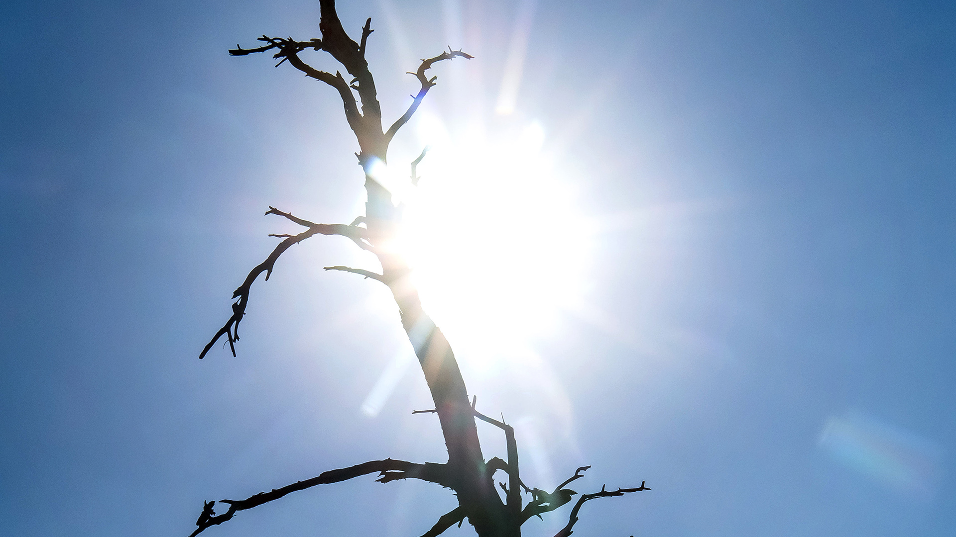 Die Silhouette eines toten Baumes zeichnet sich vor der Sonne ab. | dpa