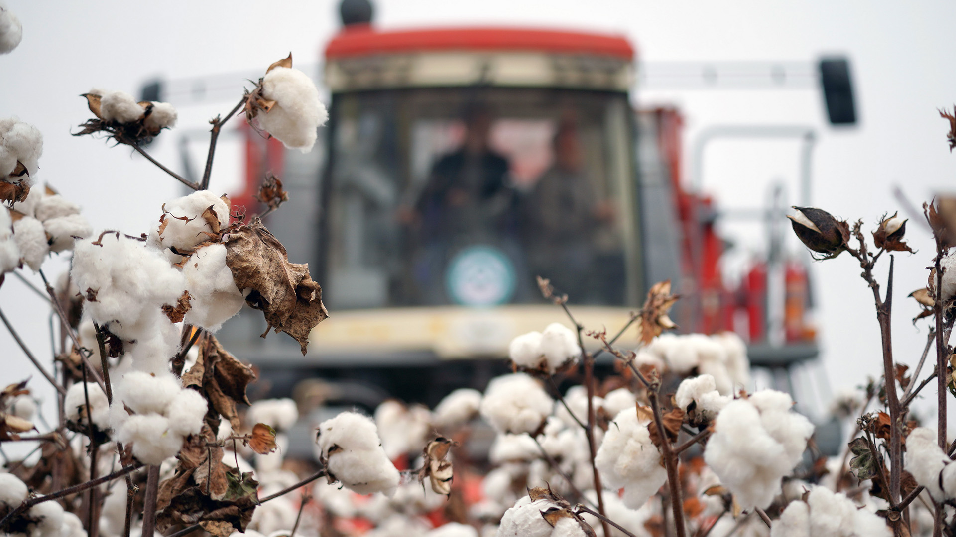 Baumwollpflücker fahren bei der Ernte über ein Feld im Wangdaozhai Township in der nordchinesischen Provinz Hebei.  | dpa