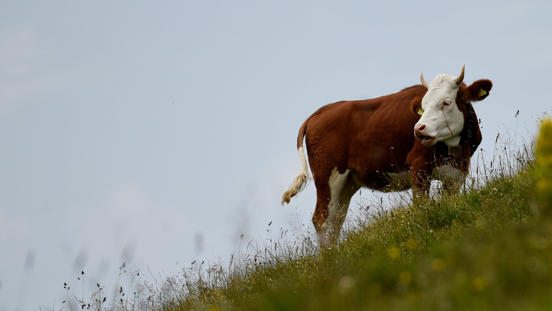 Eine Kuh steht auf einer Wiese in der Nähe der Bichler Alm | Bildquelle: dpa