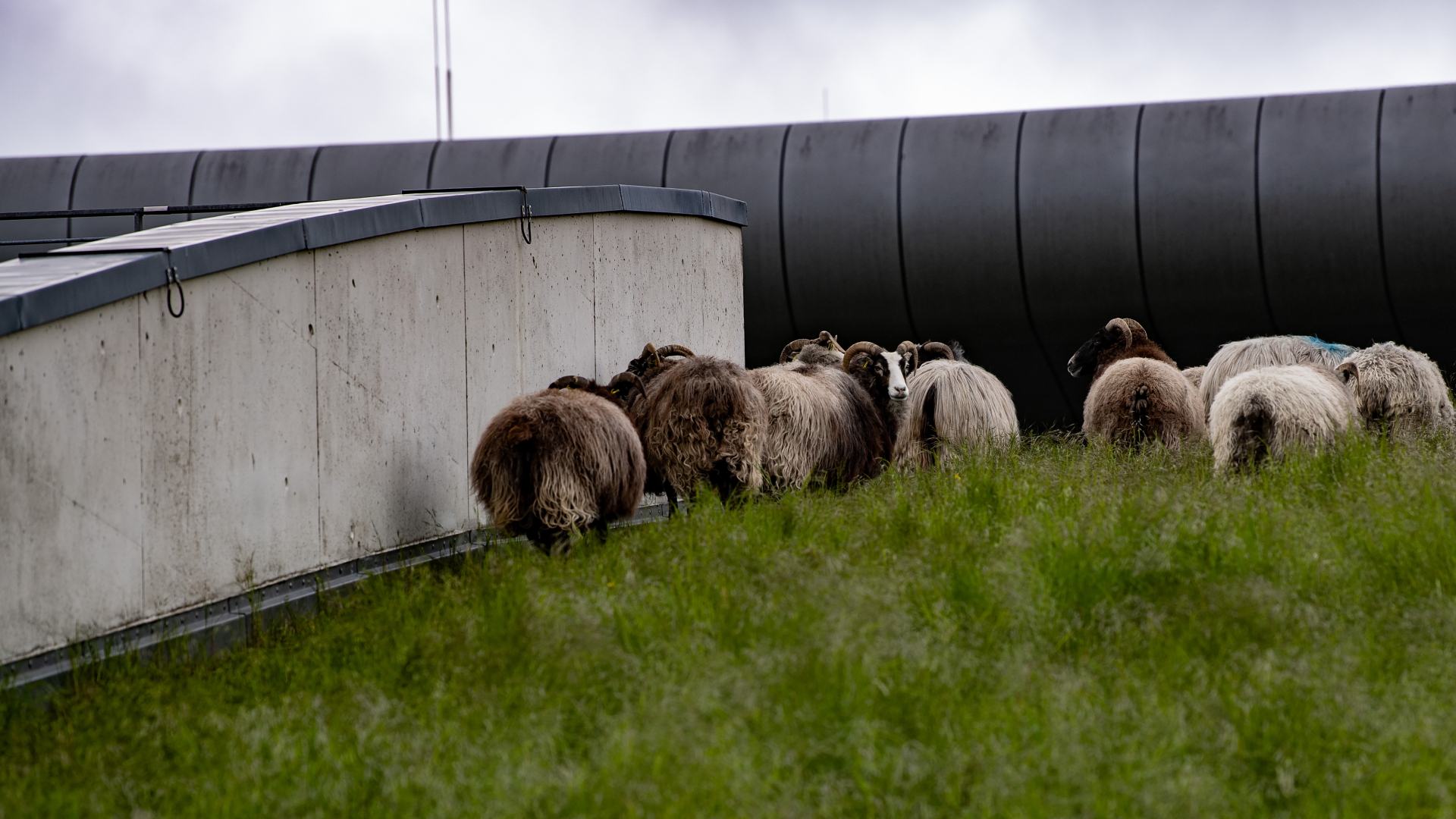 Schafe grasen auf dem begrünten Dach der Berliner Max-Schmeling-Halle | dpa