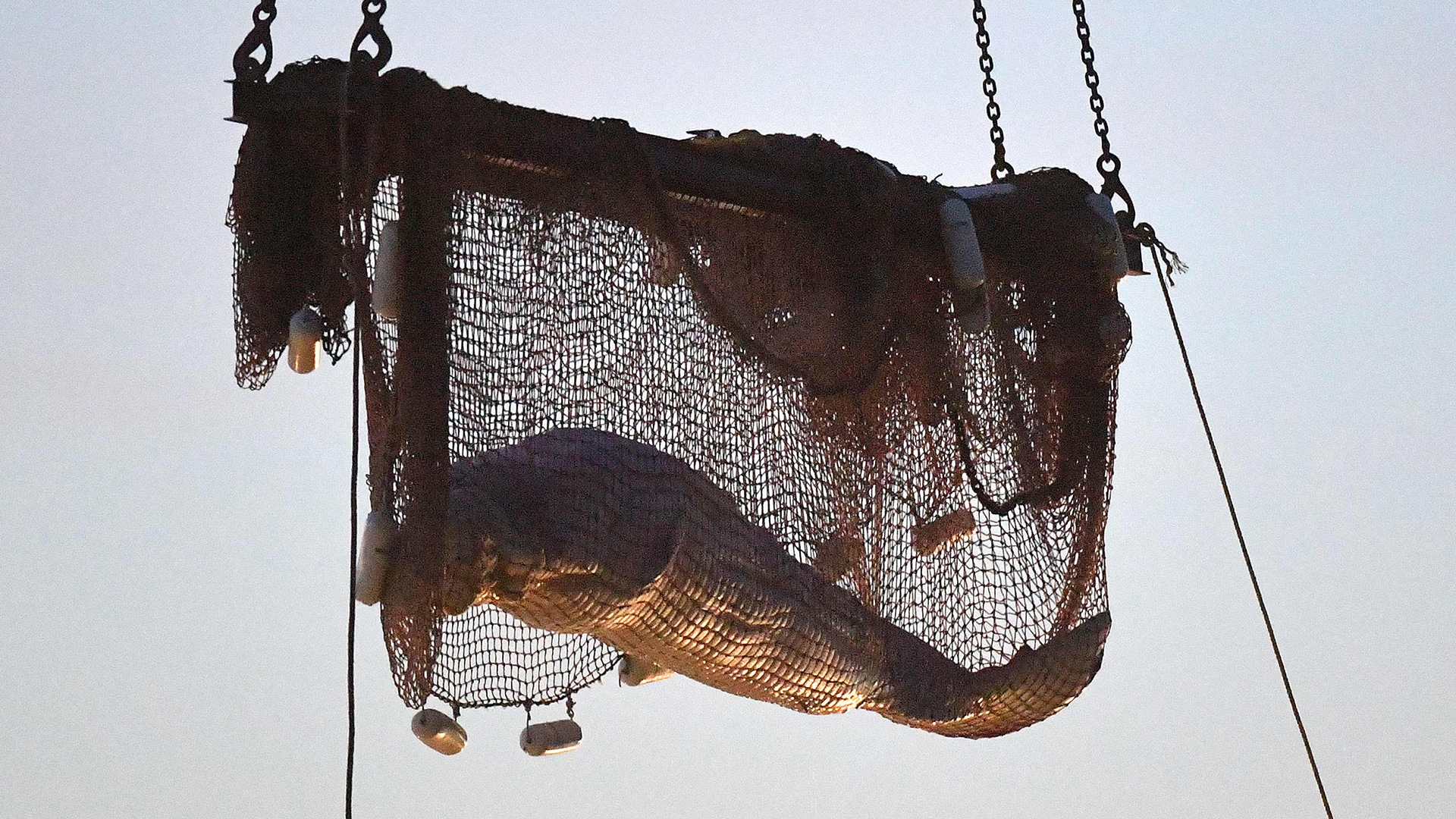 Verirrter Belugawal gestorben