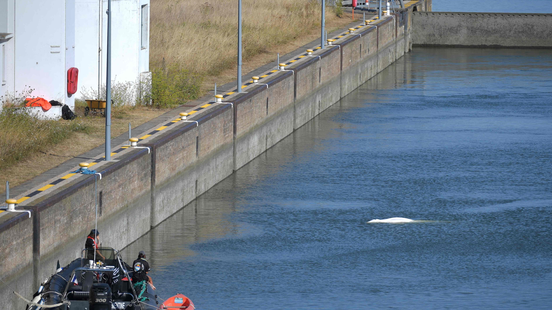 Ein verirrter Belugawal in einer Schleuse des französischen Flusses Seine | AFP