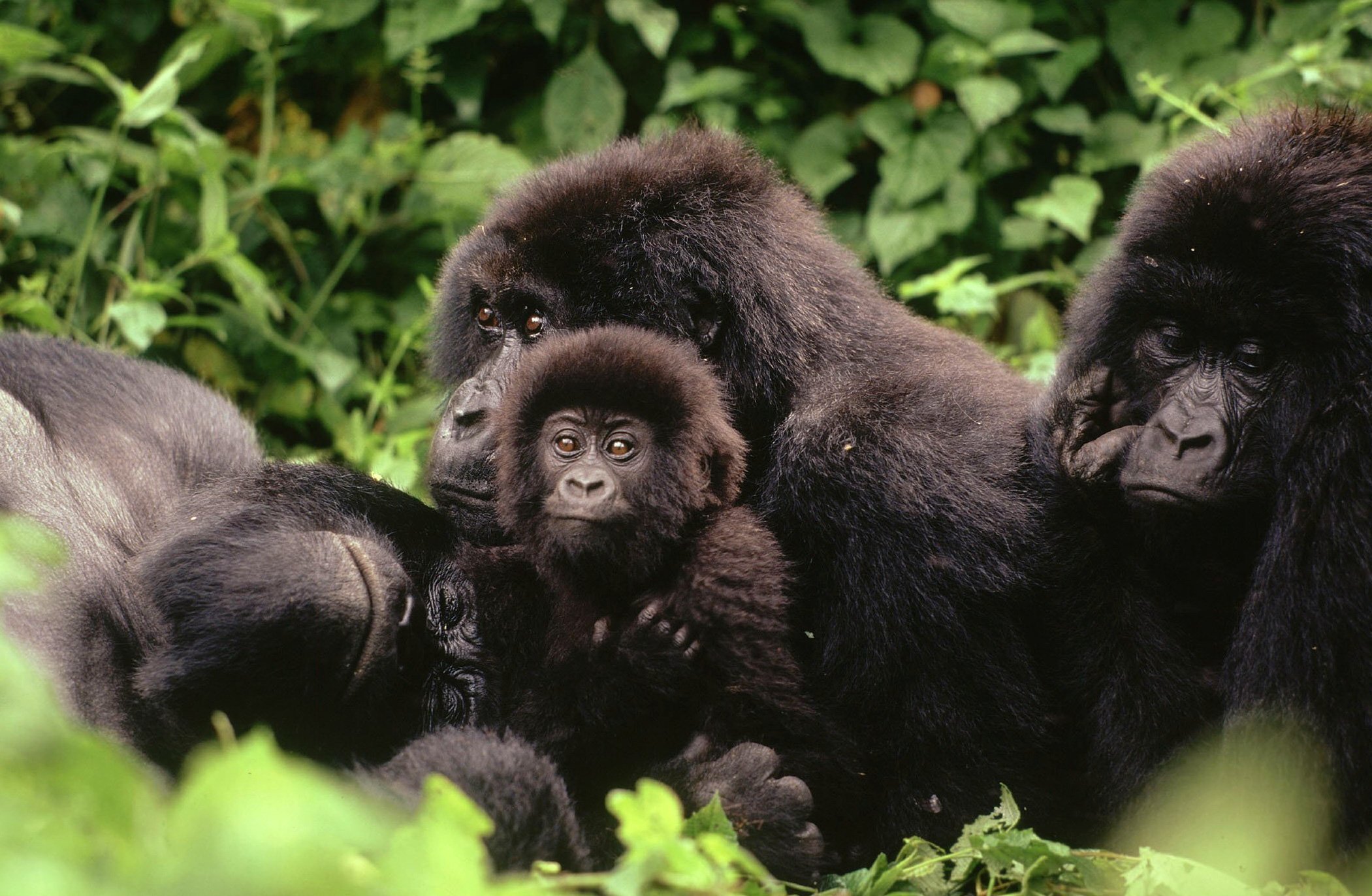 Berggorillas im Virunga-Nationalpark | WWF/dpa