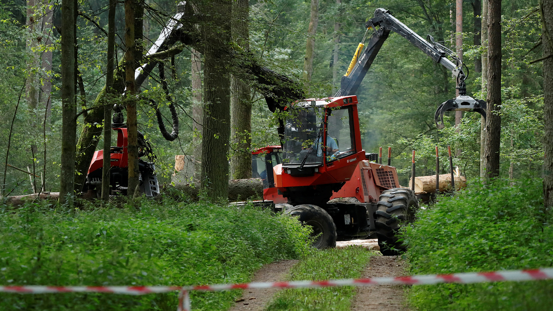 Rodungsfahrzeuge im Bialowieza-Urwald | REUTERS