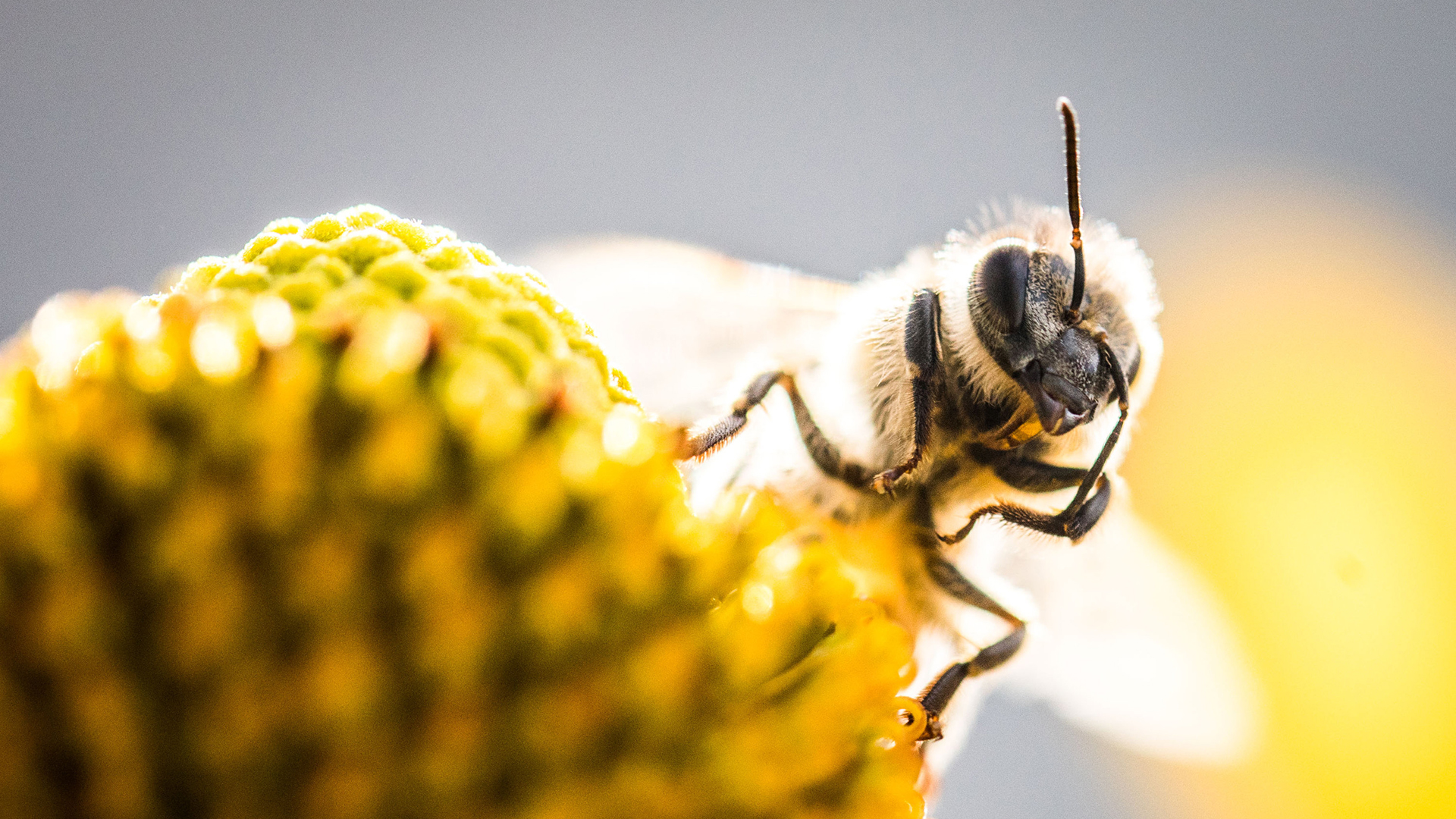 Großaufnahme einer Biene auf einer Blüte. | dpa