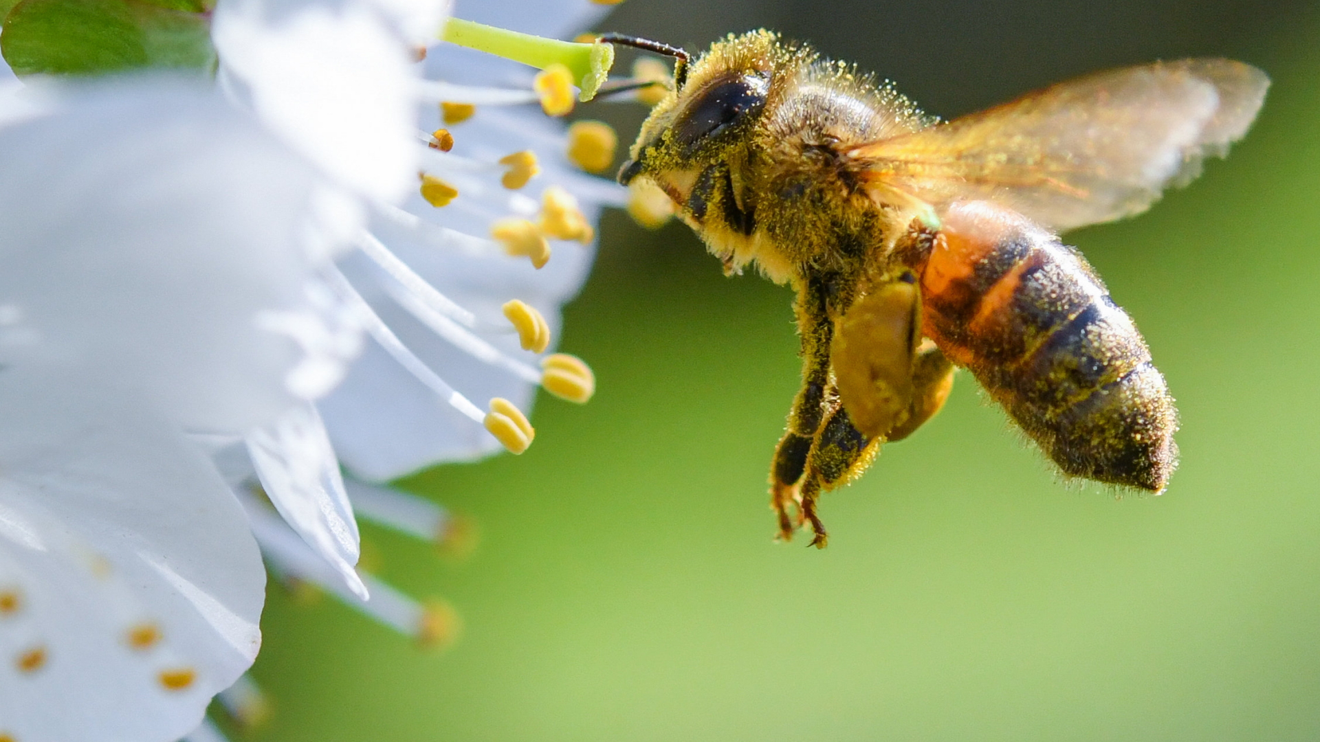 Honigbiene im Anflug | dpa