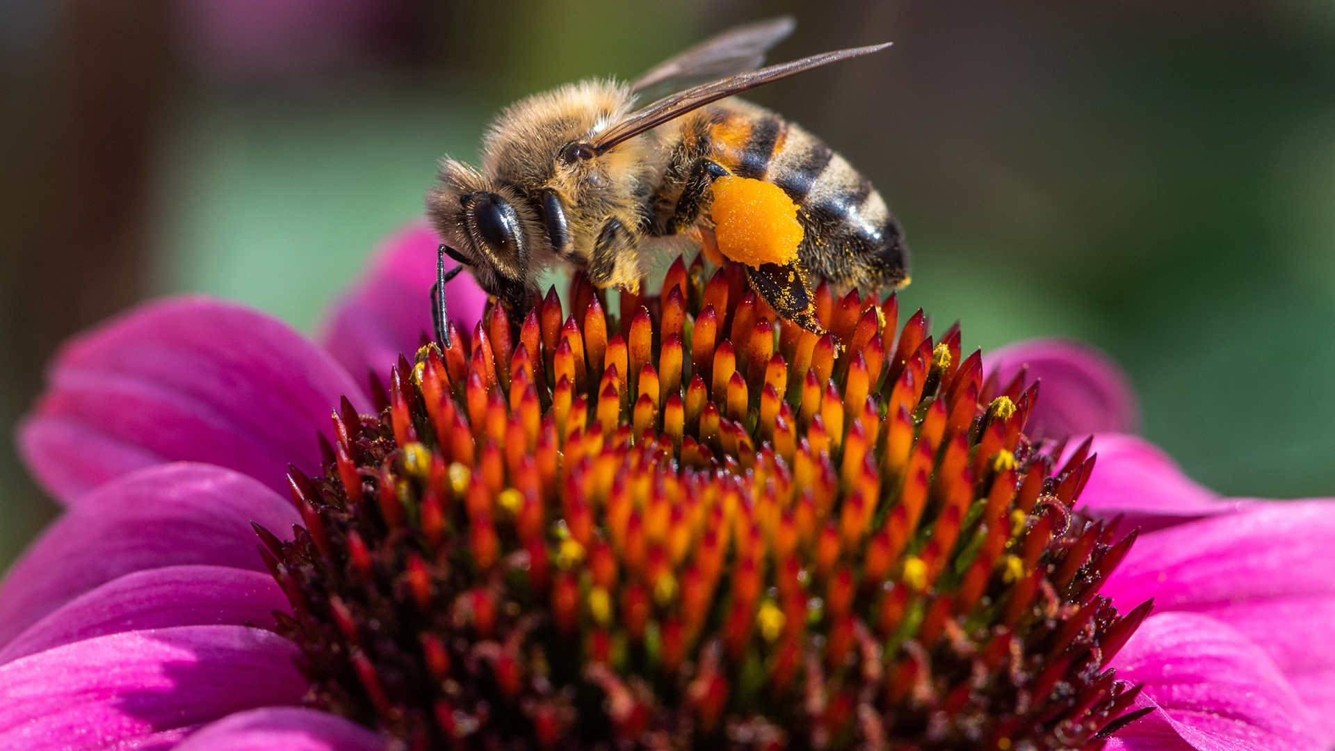 Eine Biene saugt mit ihrem Rüssel Nektar aus einer Purpur-Sonnenhut Blüte. | dpa
