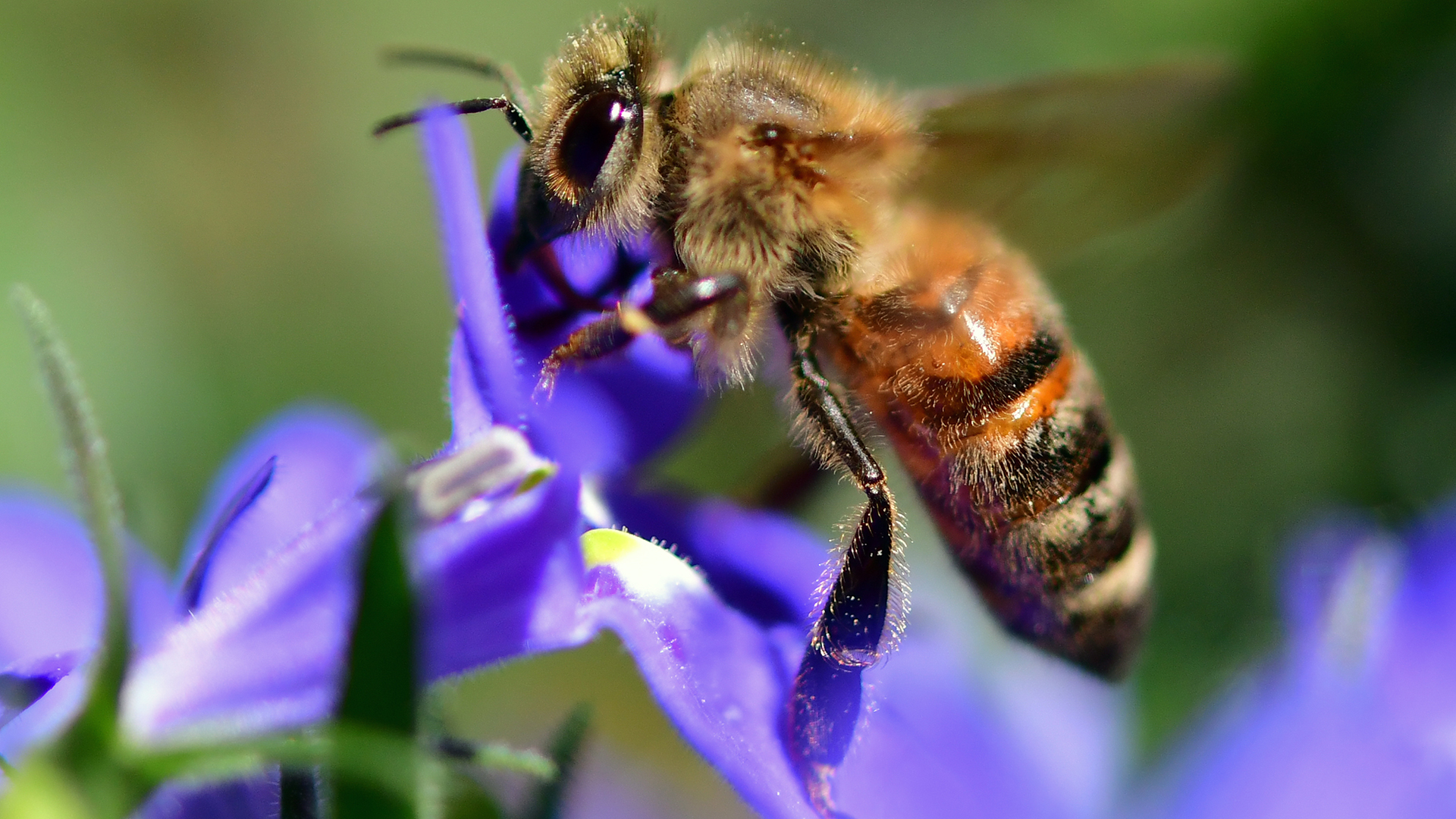 Eine Biene landet auf einer Blüte  | dpa