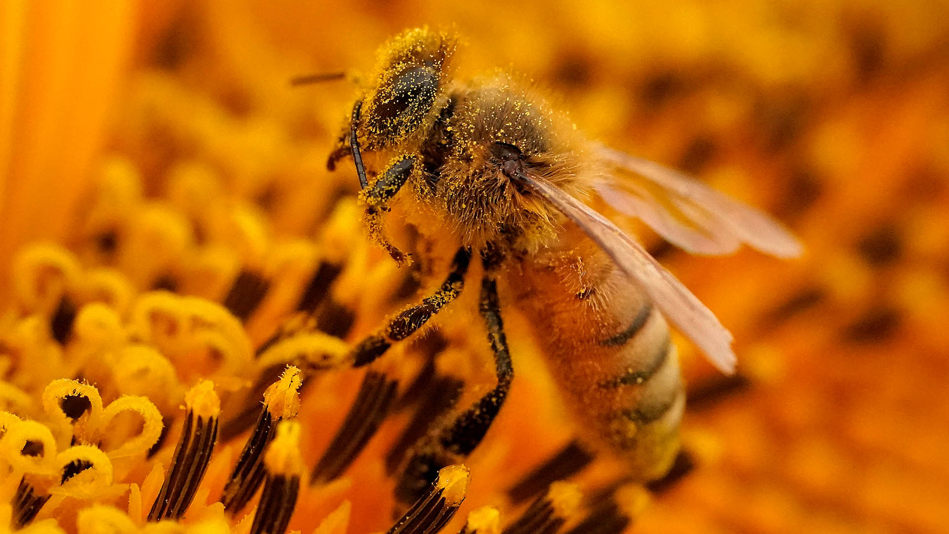 Eine Biene sitzt mit Pollen bedeckt auf einer Sonnenblume in einem Feld in der Nähe von Lawrence, Kansas.  | AP