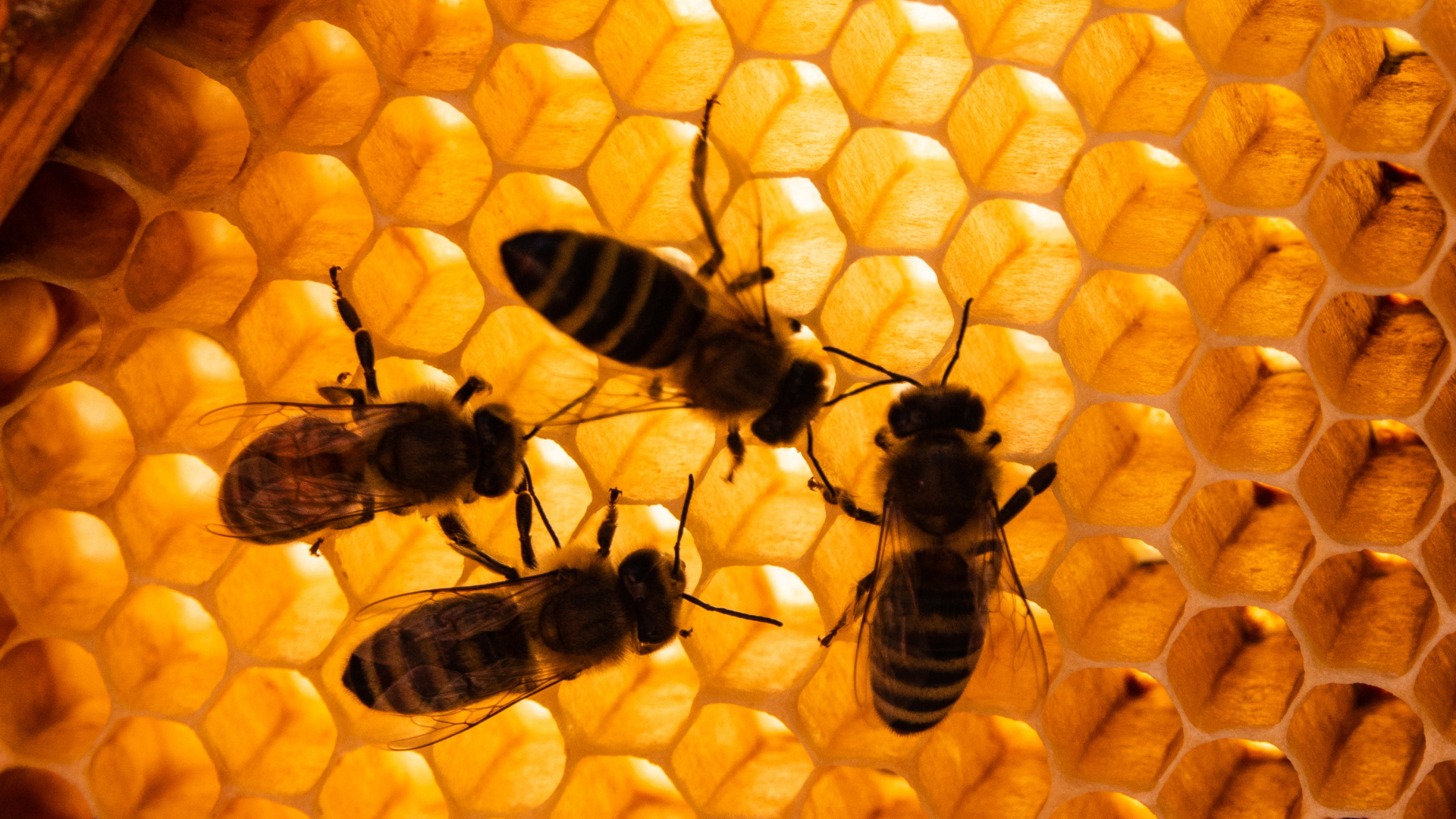Honigbienen sitzen auf Bienenwaben. | dpa