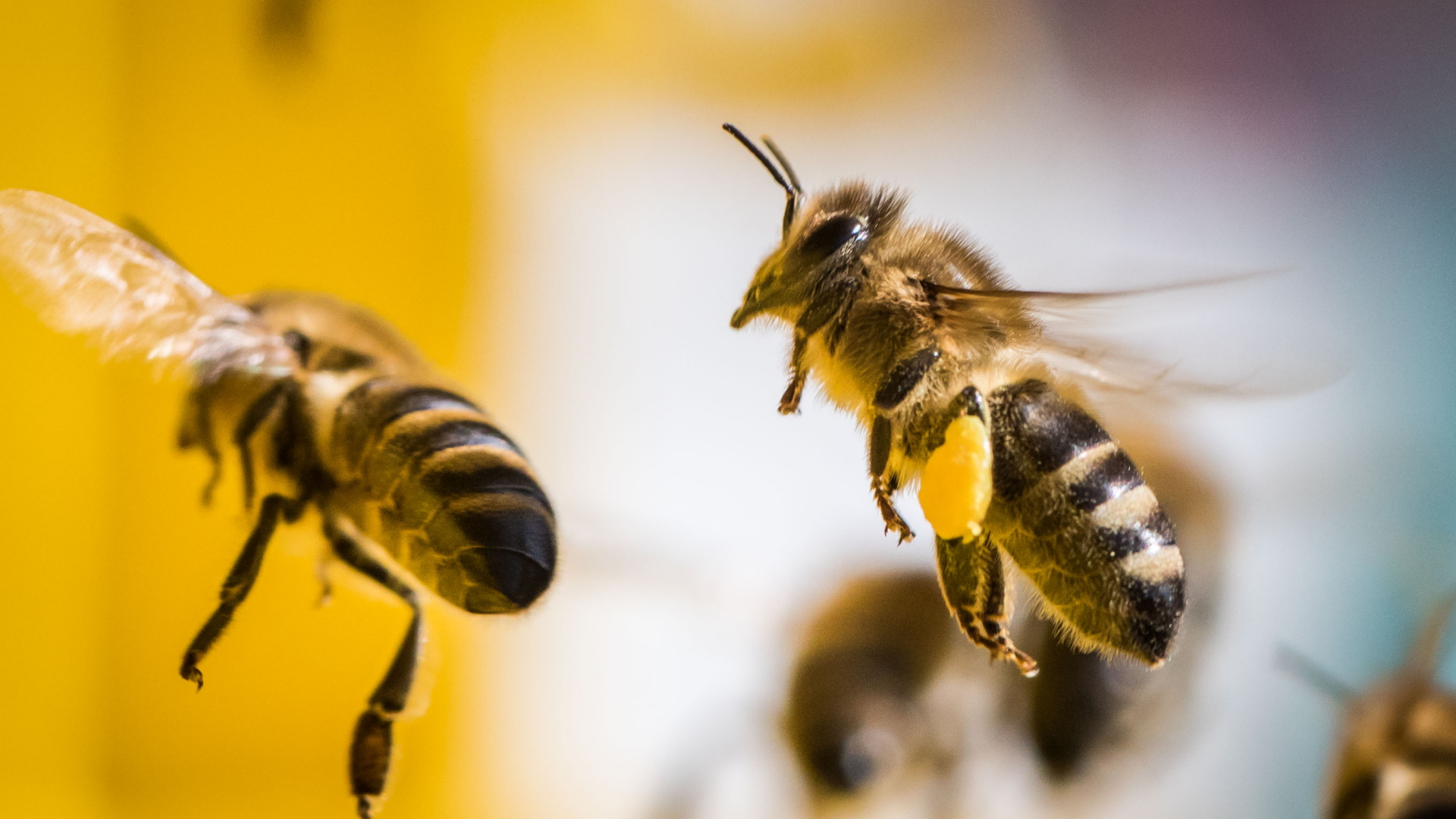 Wie die EU Bienen und Co. schützen will