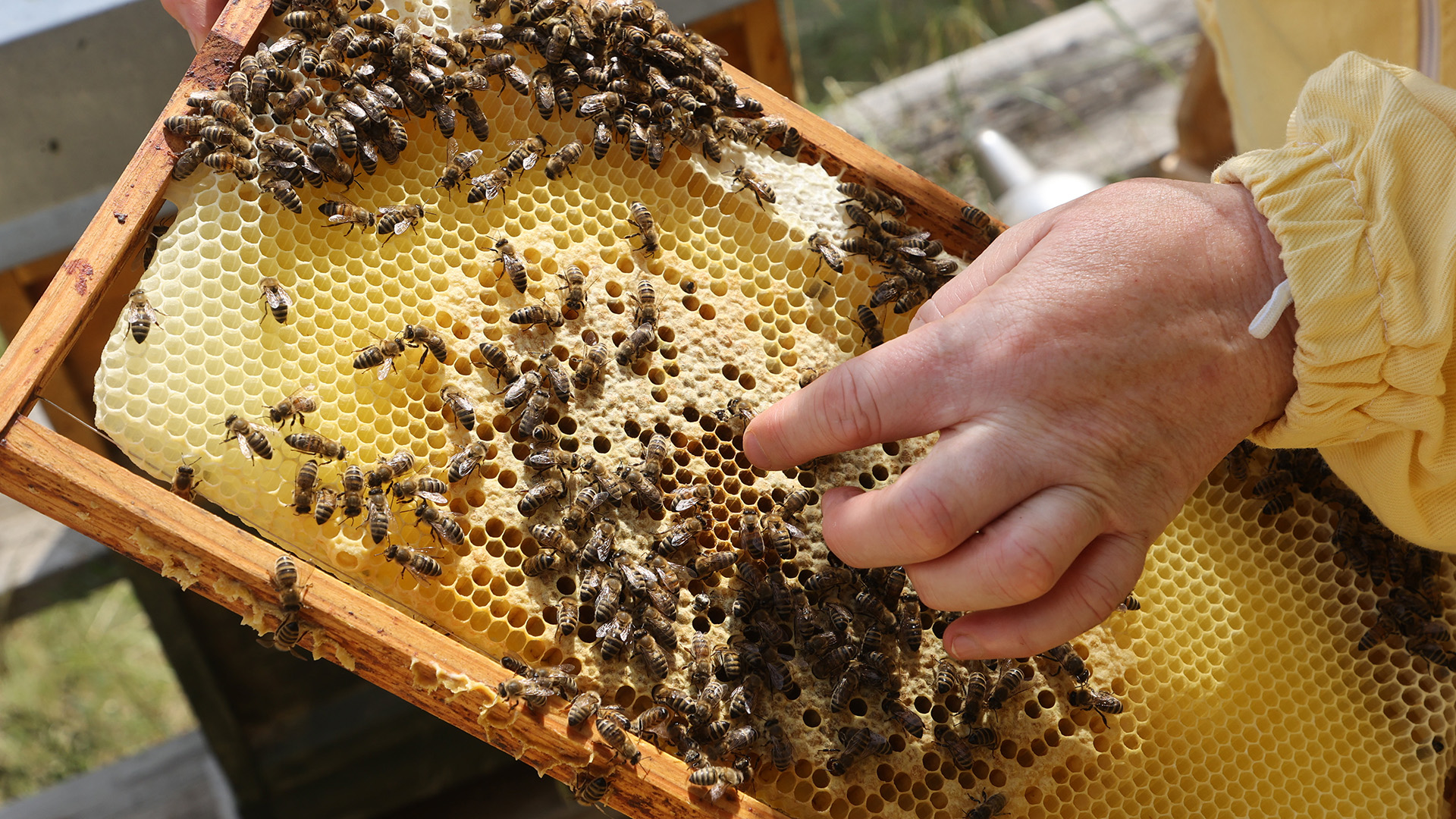 Eine Imkerin zeigt die Produktion von Honig an einem Bienenstock. | FLI/Marc Schäfer