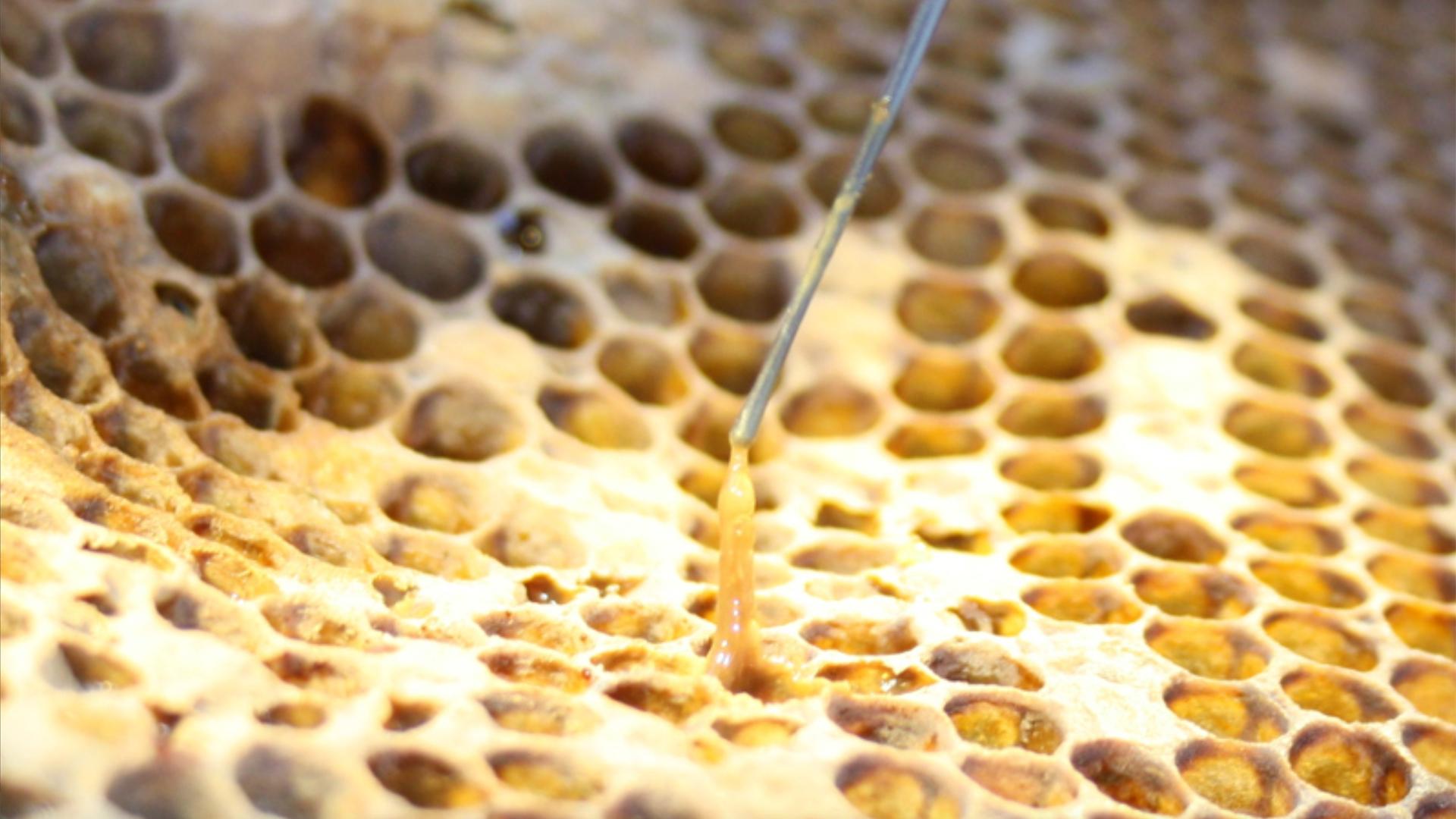 Fadenziehende Masse wird von einer Bienenwabe mit einem Stab hochgezogen. | FLI/Dr. Marc Schäfer