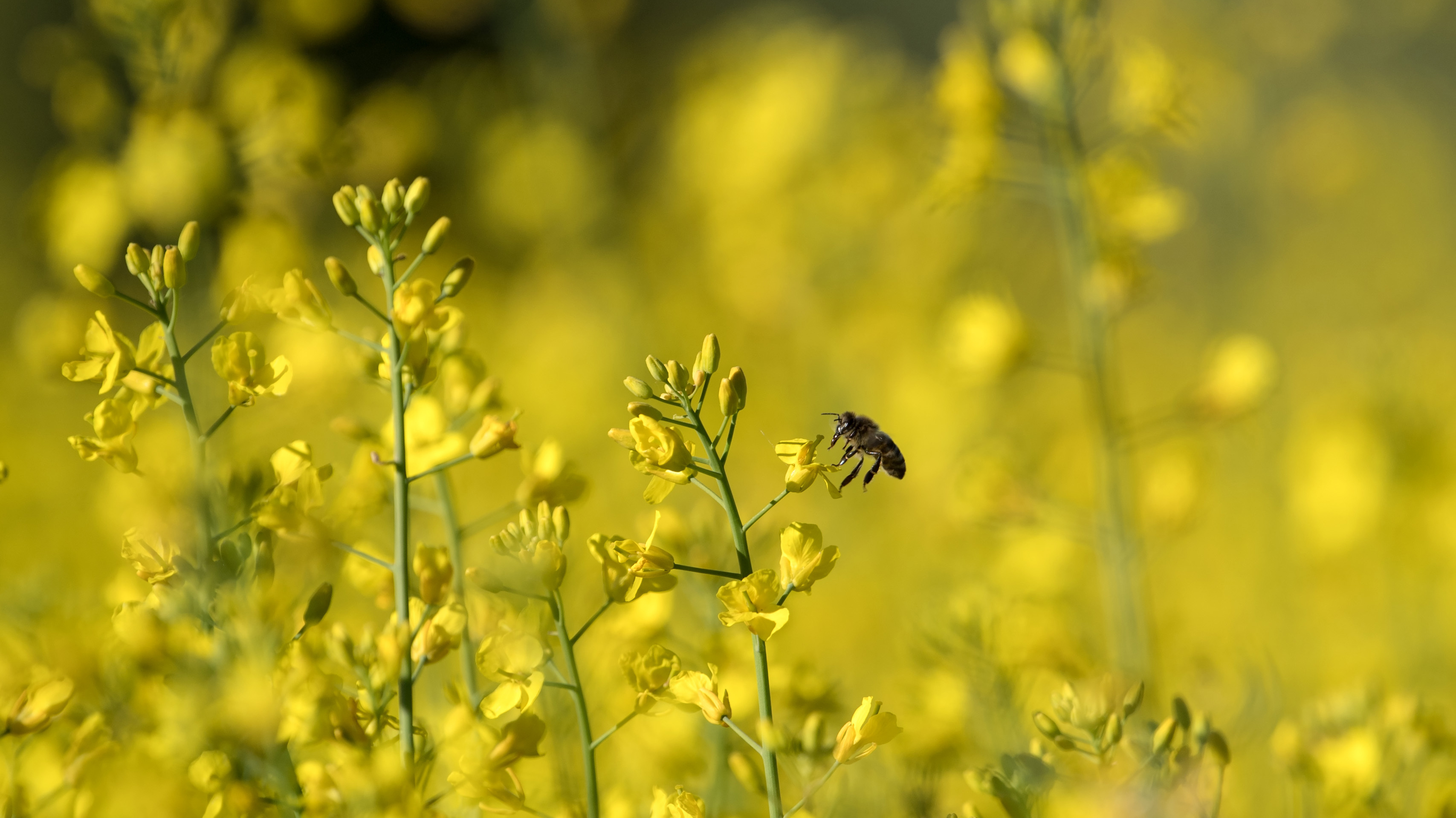 Eine Biene fliegt über ein Rapsfeld. | picture alliance / Federico Gamb